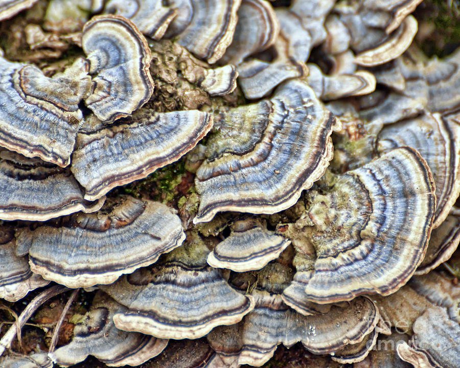 turkey-tail-mushroom-kerri-farley.jpg