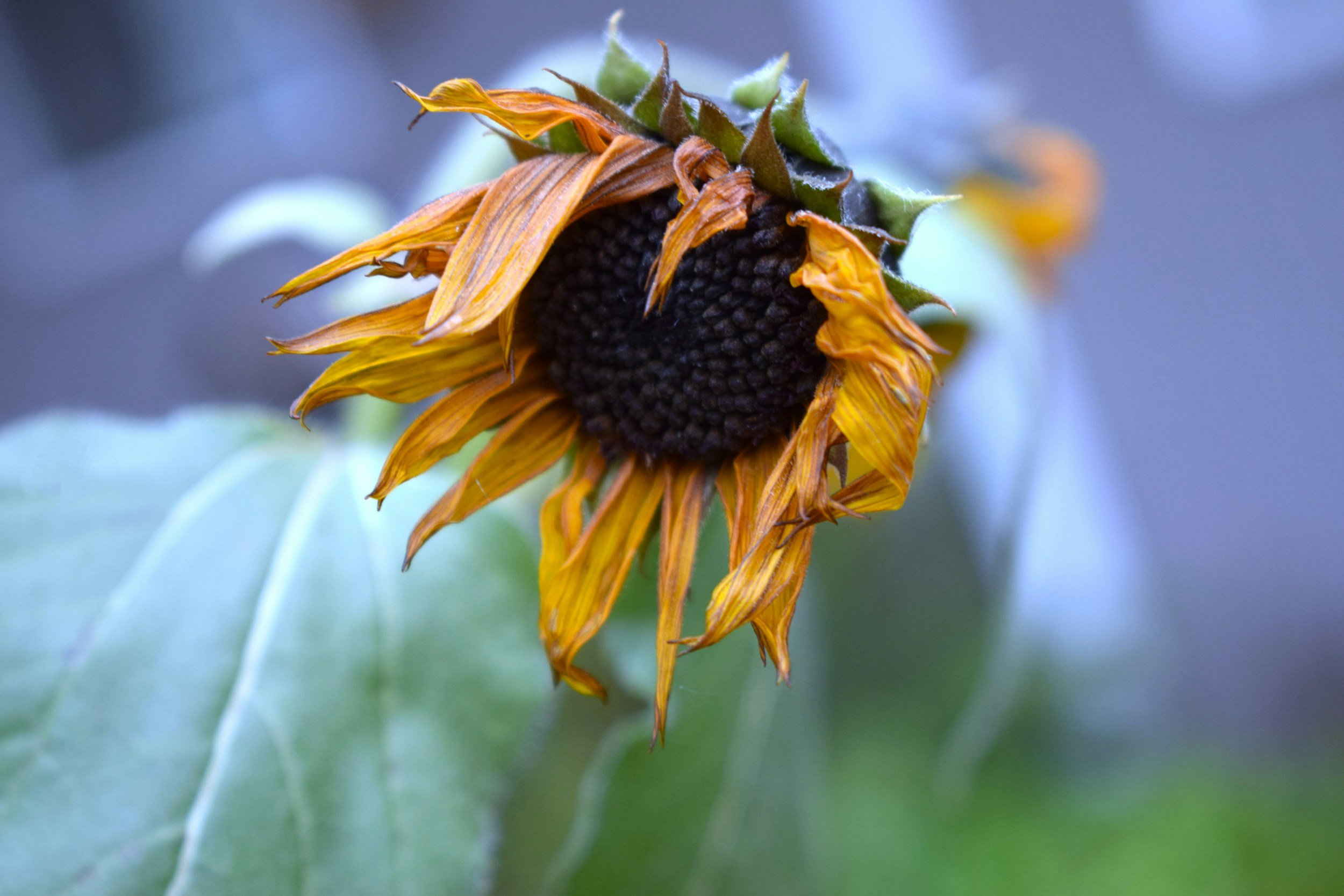 Neurodivergent Burnout: What It Looks Like and How to Recover