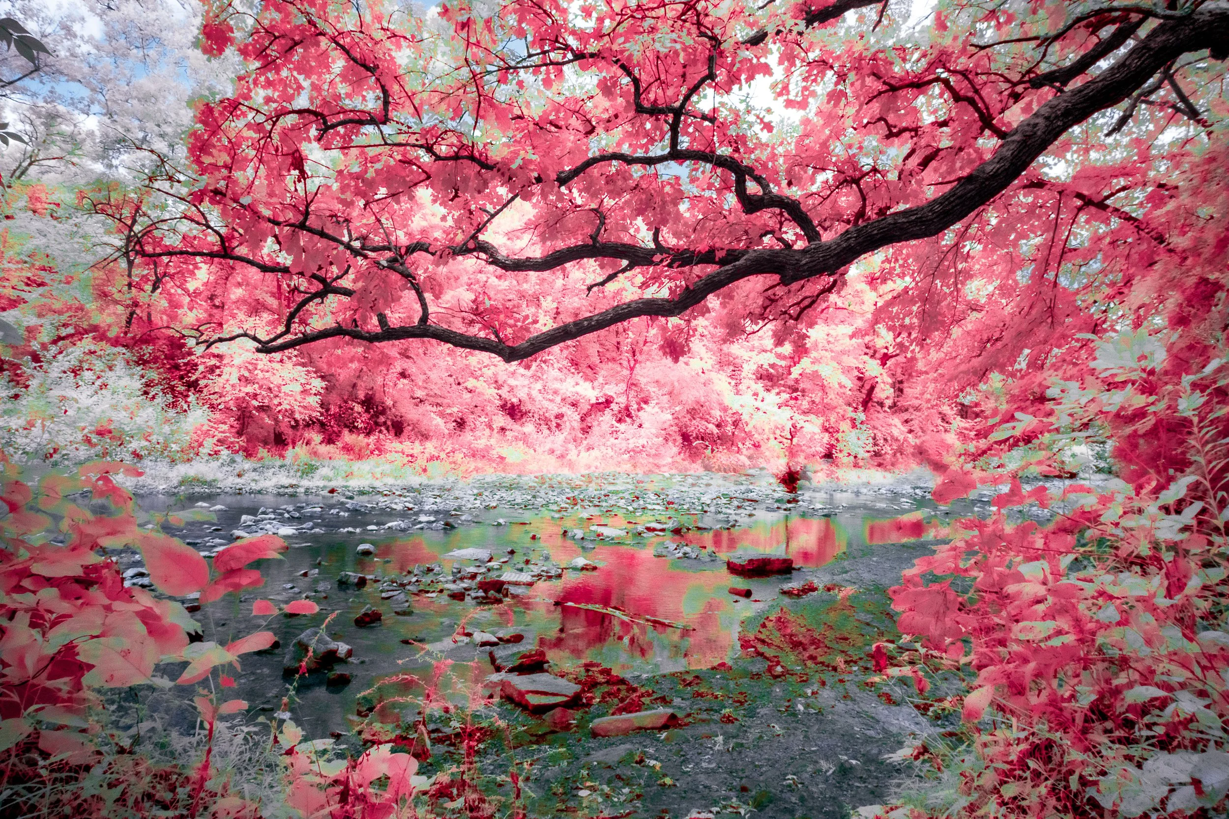 tree branch IR 2.jpg