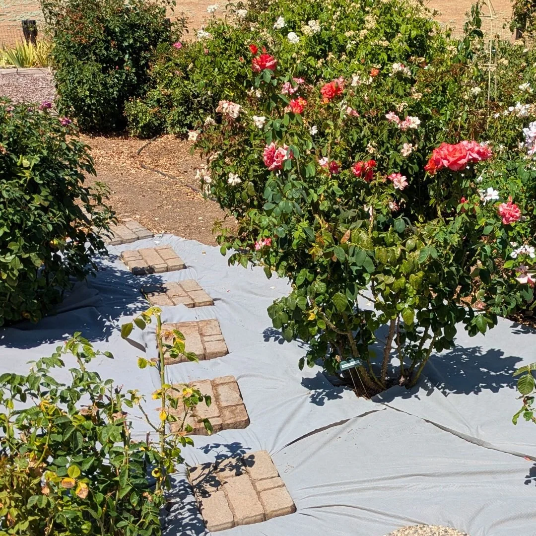 Installing weed barrier in a rose garden prevents growth of weeds.