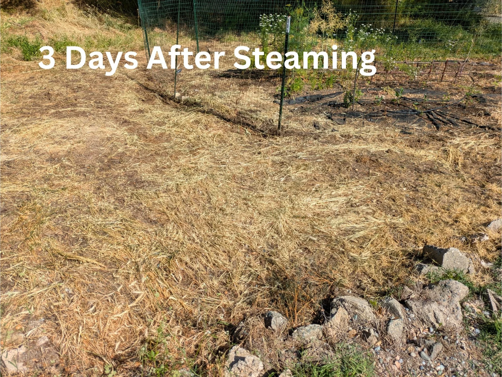 Formerly weedy garden and landscape 3 days after steaming