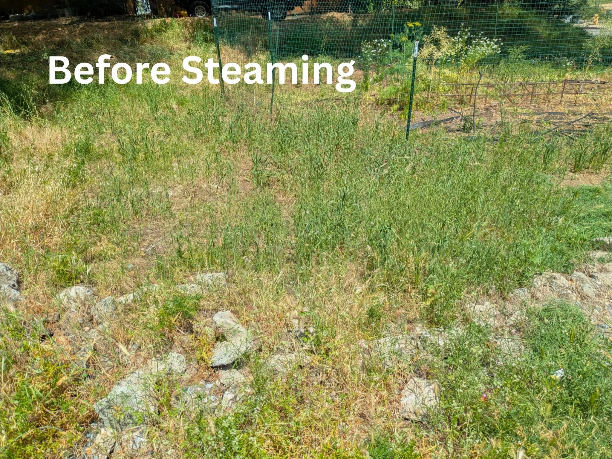 Weedy garden and landscape before steaming