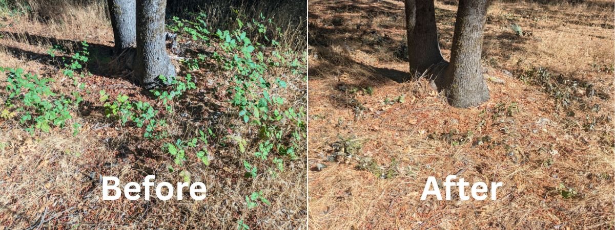 Invasive blackberry management with steam weeding after 2 hours