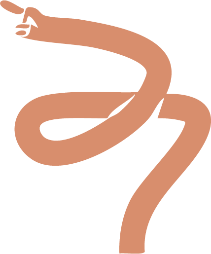 Illustration of a light brown snake with a black background.