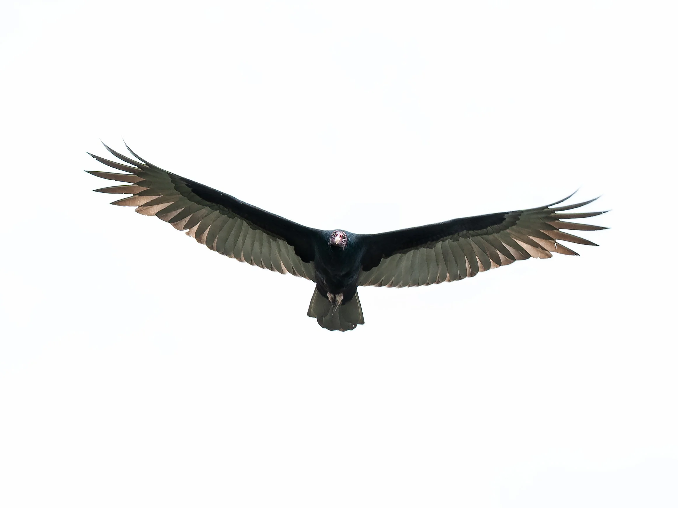 Turkey-Vulture-In-Flight-Costa-Rica.jpg.jpg