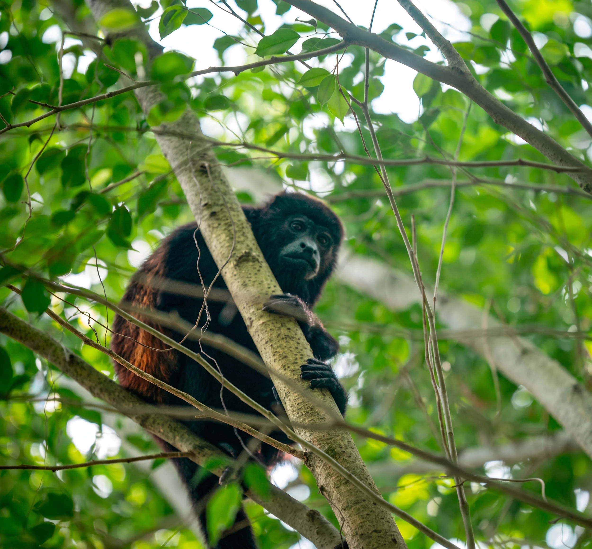 ADP_3411-Edit monkey.jpg