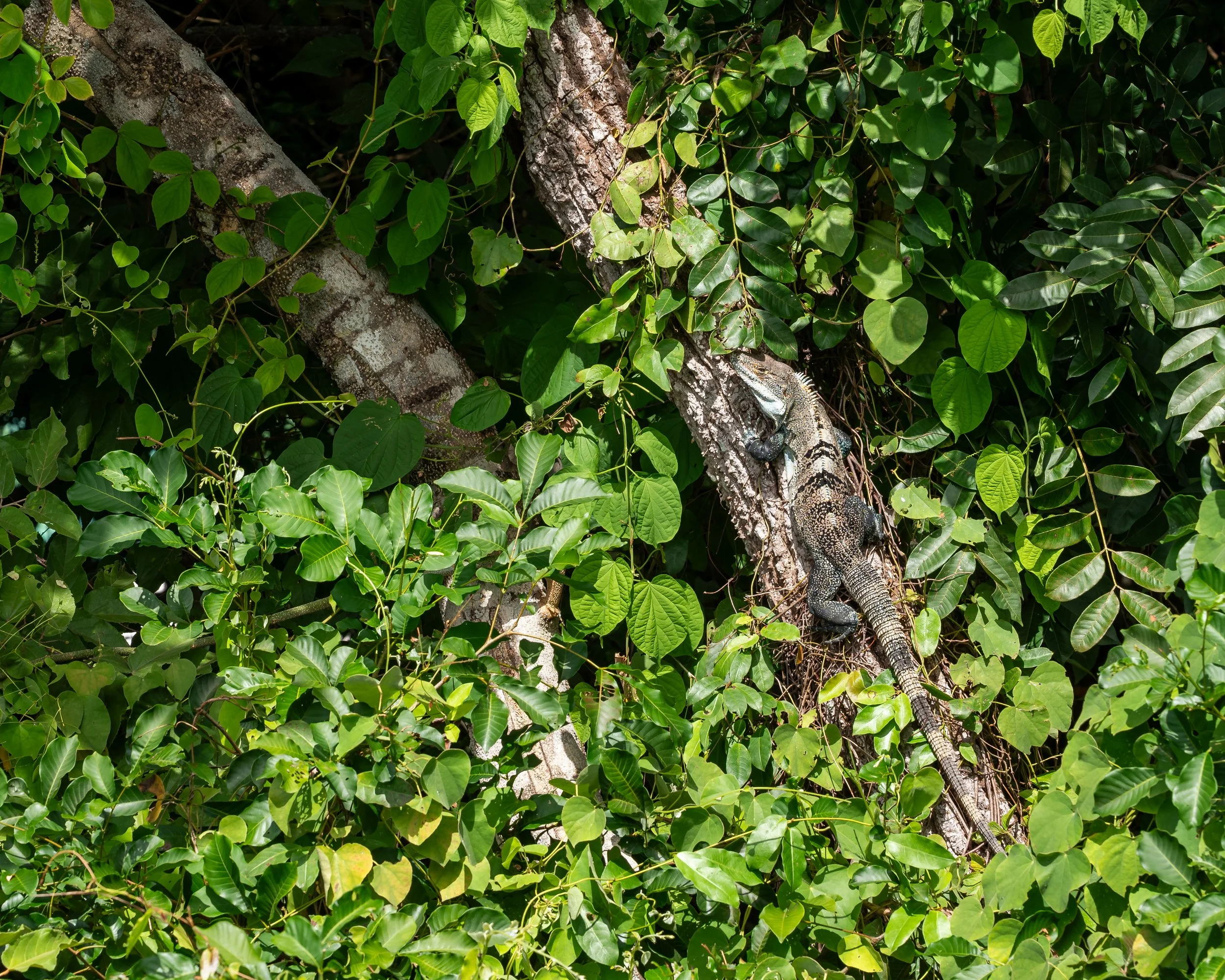 Iguana-Playa-Barrigona-Costa-Rica.jpg.jpg