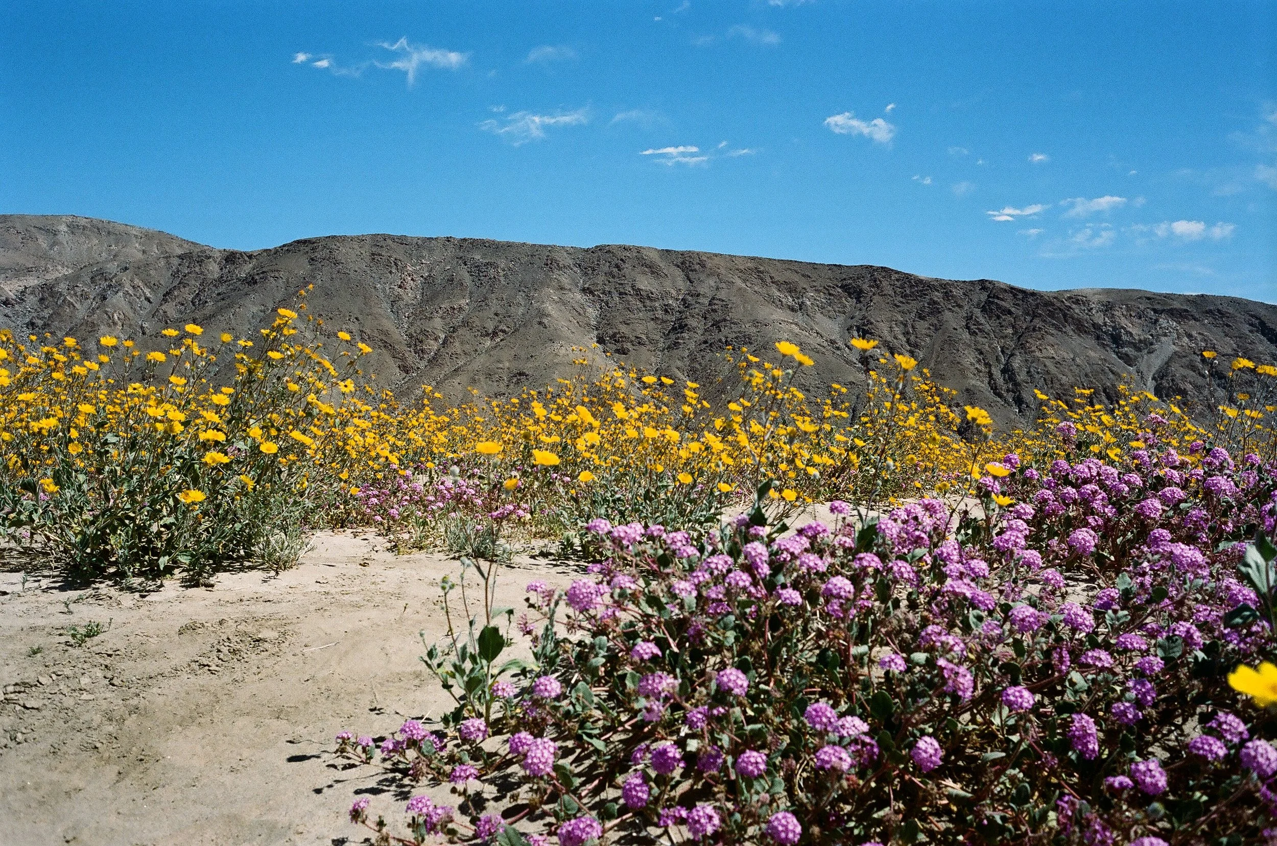 Wildflowers II, 2024