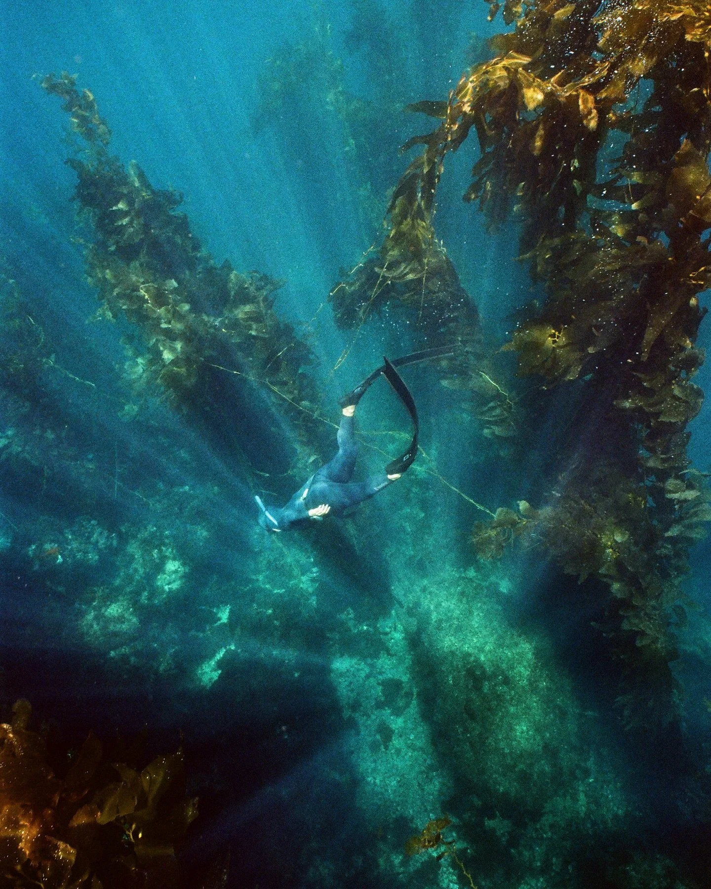 Missing those ✨sparkly✨ underwater days.

Freediver: @steppenotter 

#freediving #soulfulfreediving #kelpforest #35mm #filmphotography #nikonosv