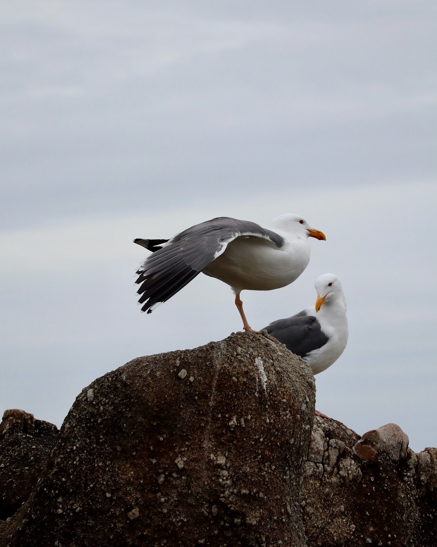 Seagull Sunday!

ID&rsquo;ing gulls is notoriously tricky, but did you know that it&rsquo;s easy to spot a silly one when you see it? 

#seagull #facts