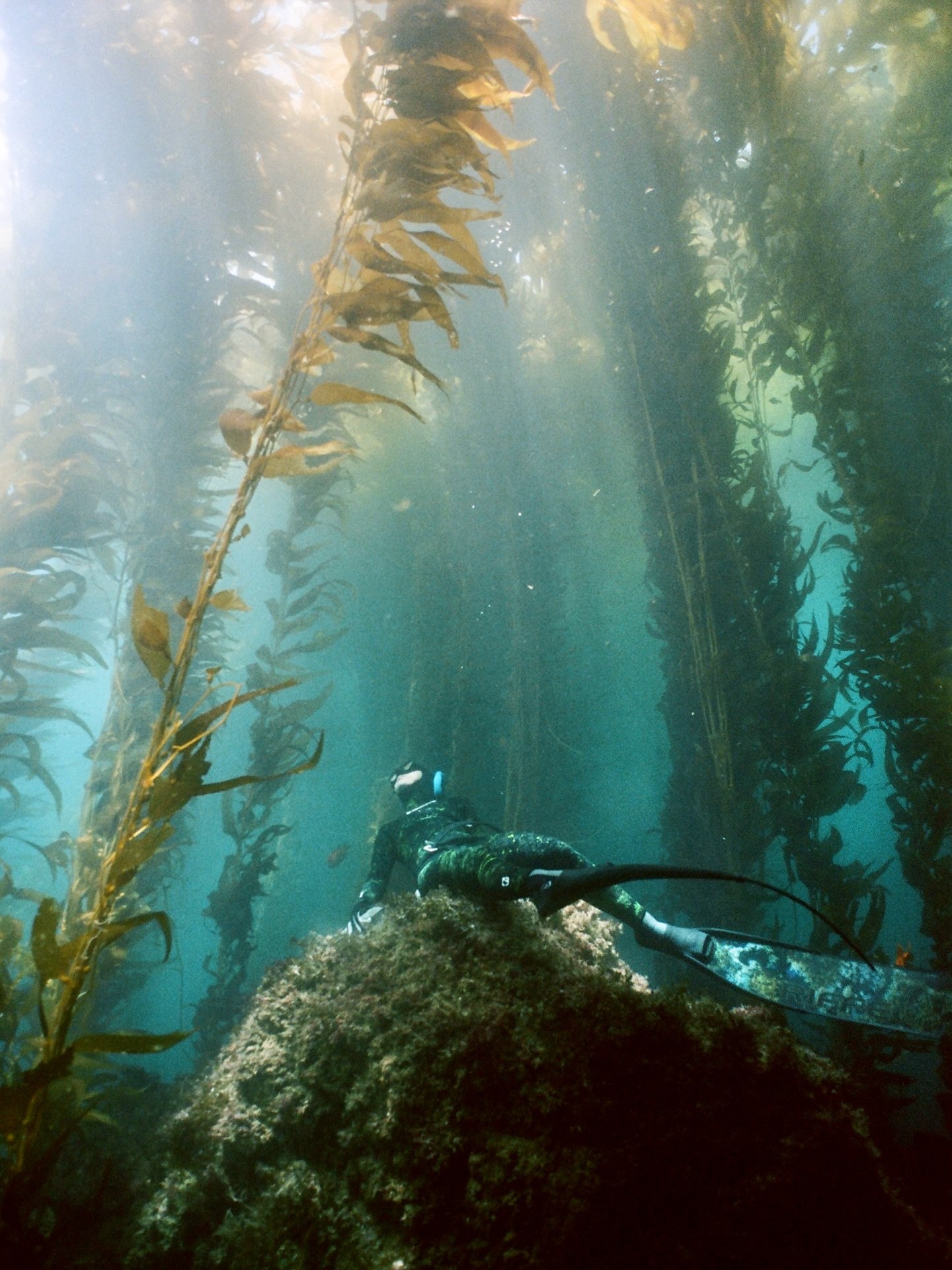 Taking in the view from the forest floor.

#soulfulfreediving #catalina #kelpforest #freediving #35mmfilm #nikonosv
