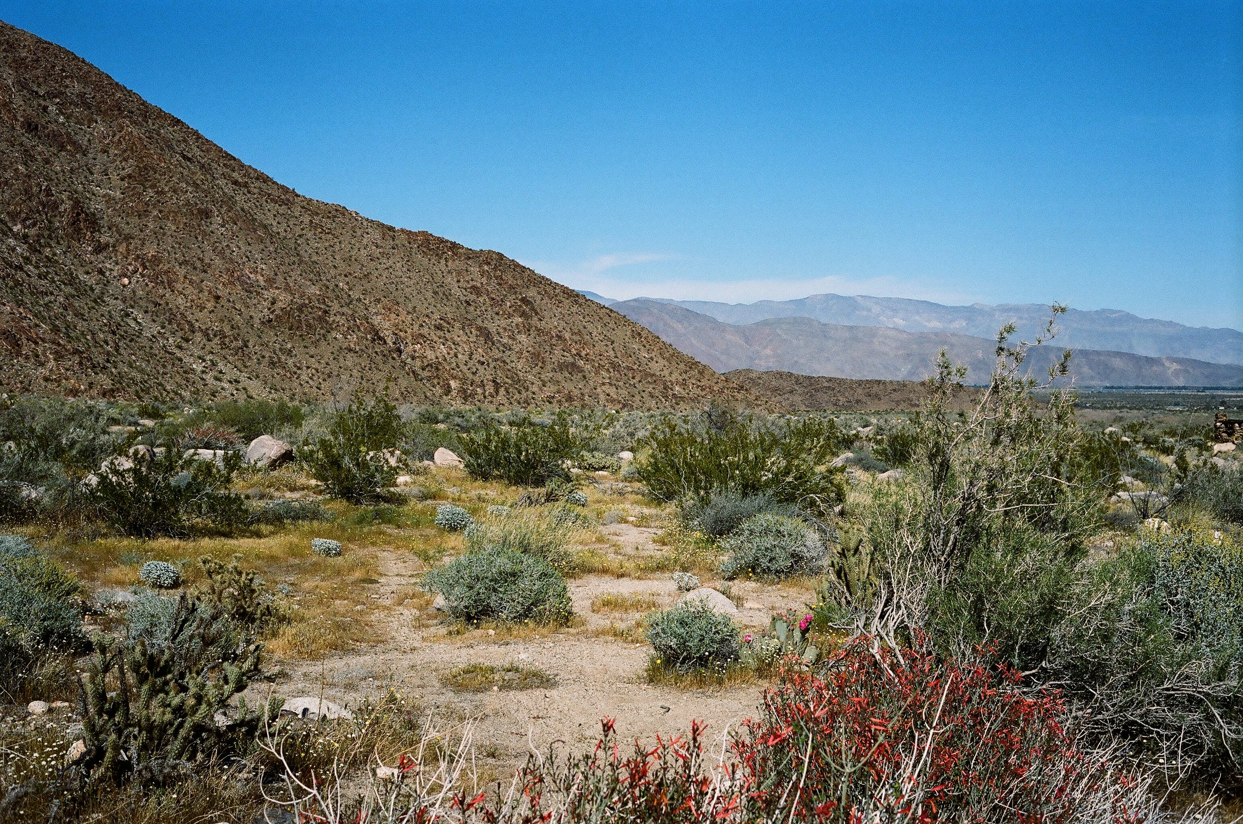 Spring in Anza B., 2024