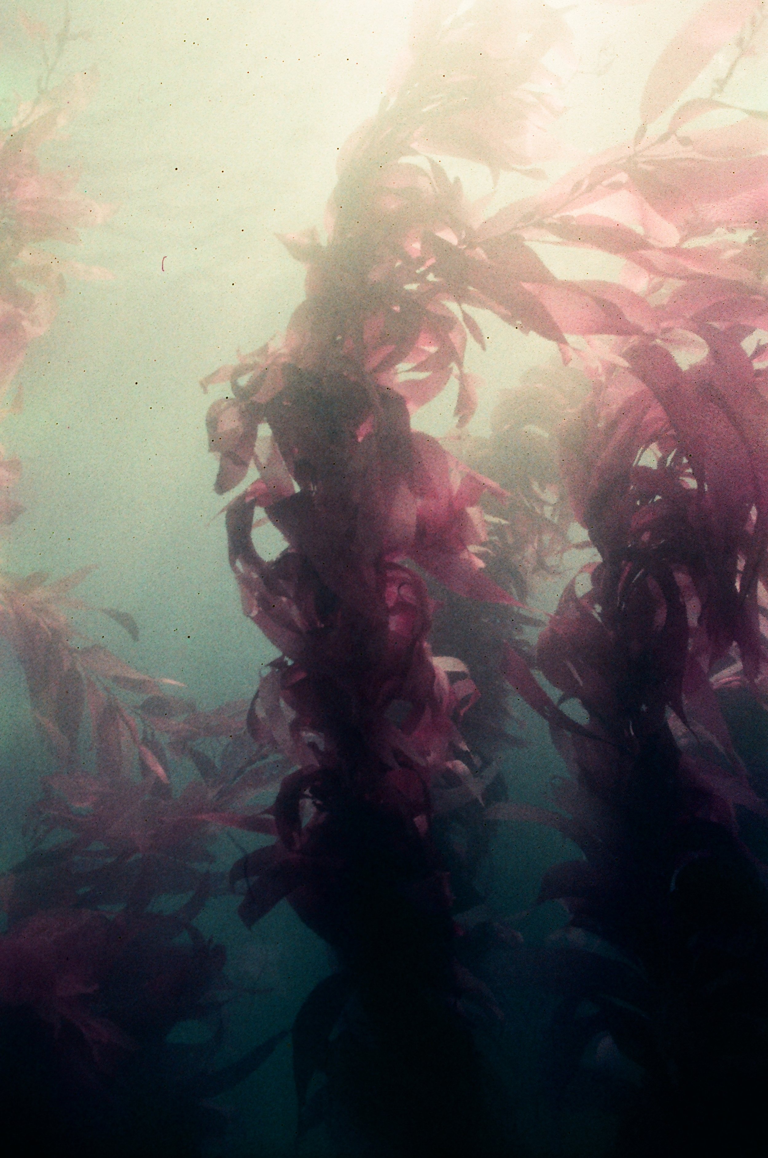 Pink Kelp II, 2024
