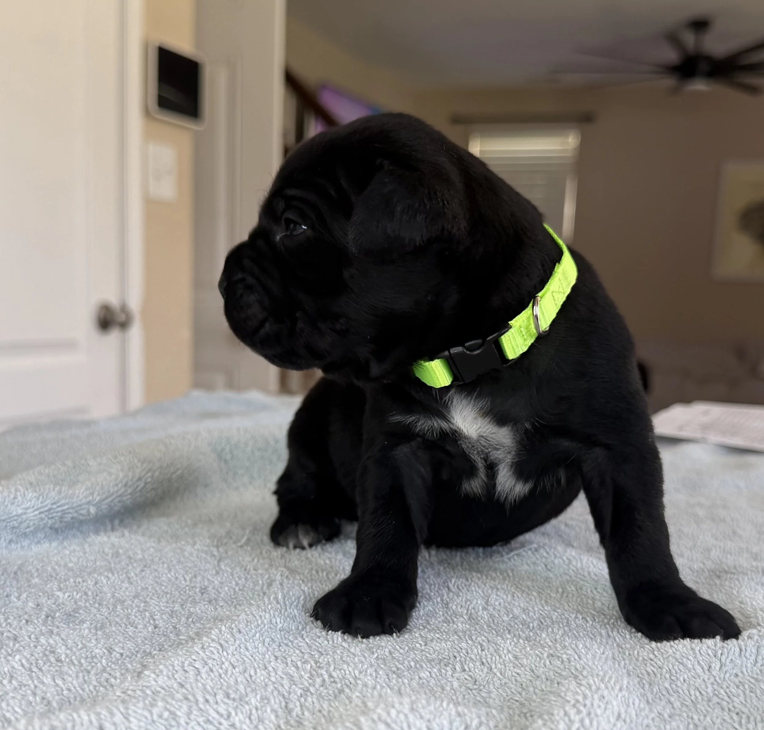 NEON FEMALE  (3 WEEKS)