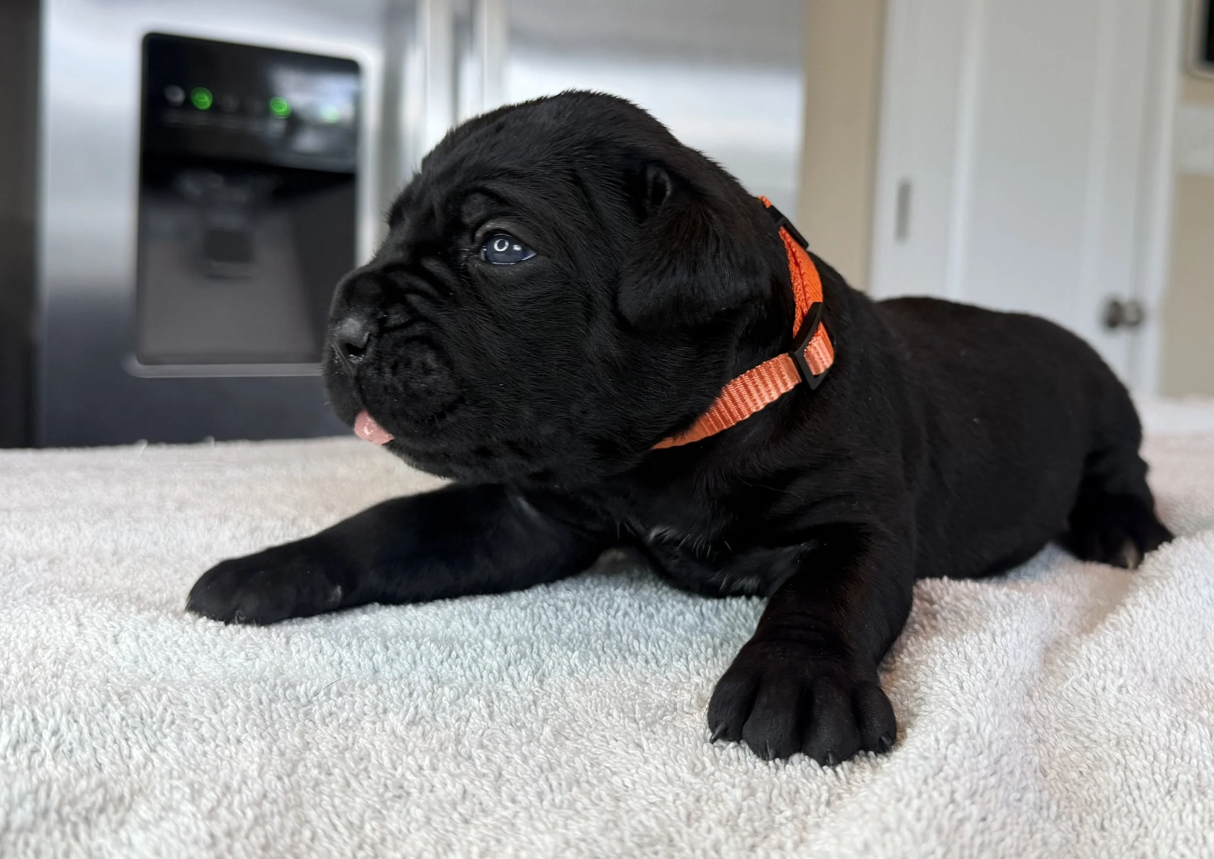 NOT AVAILABLE FEMALE (BETH)