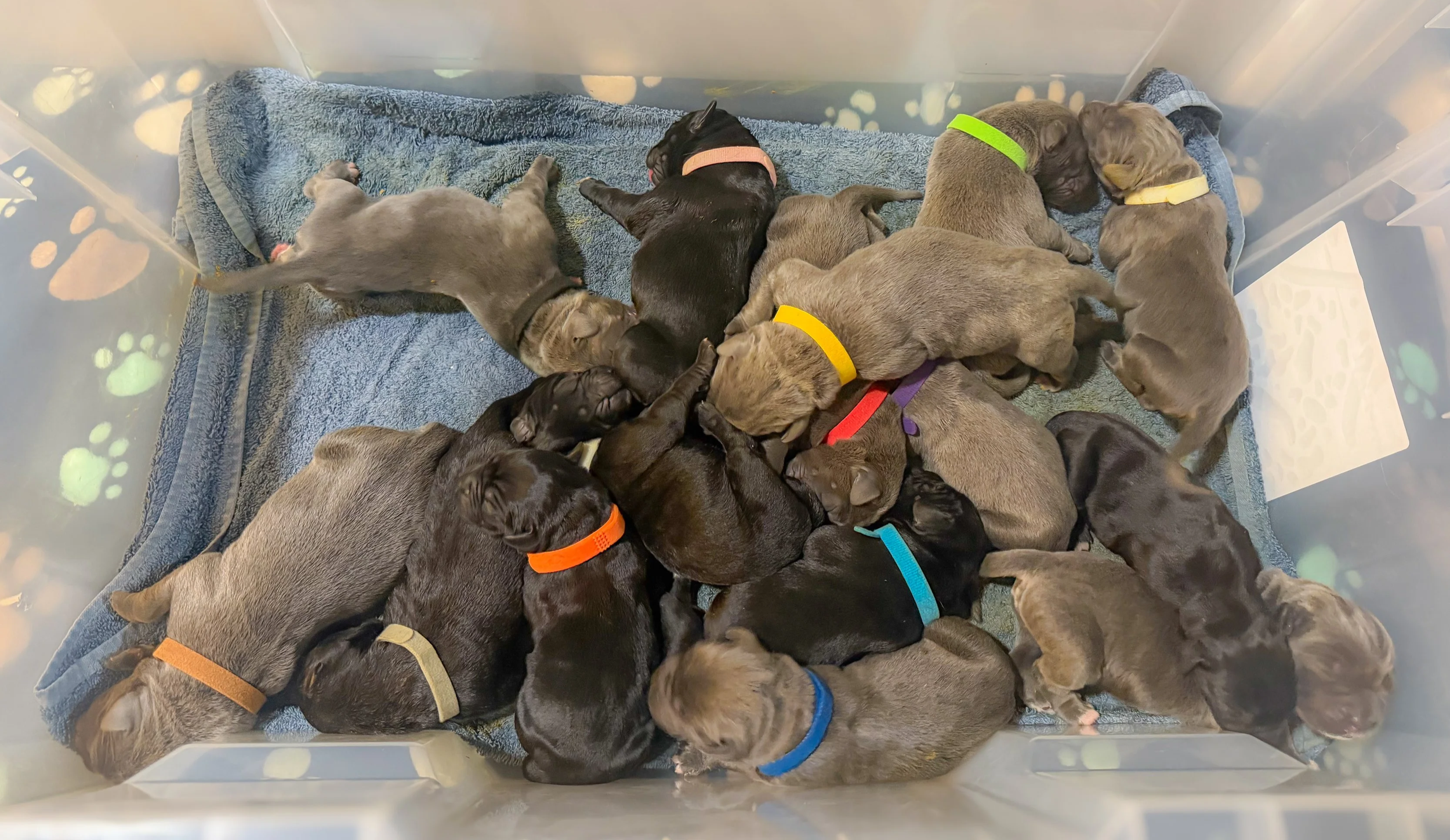 3 DAYS OLD