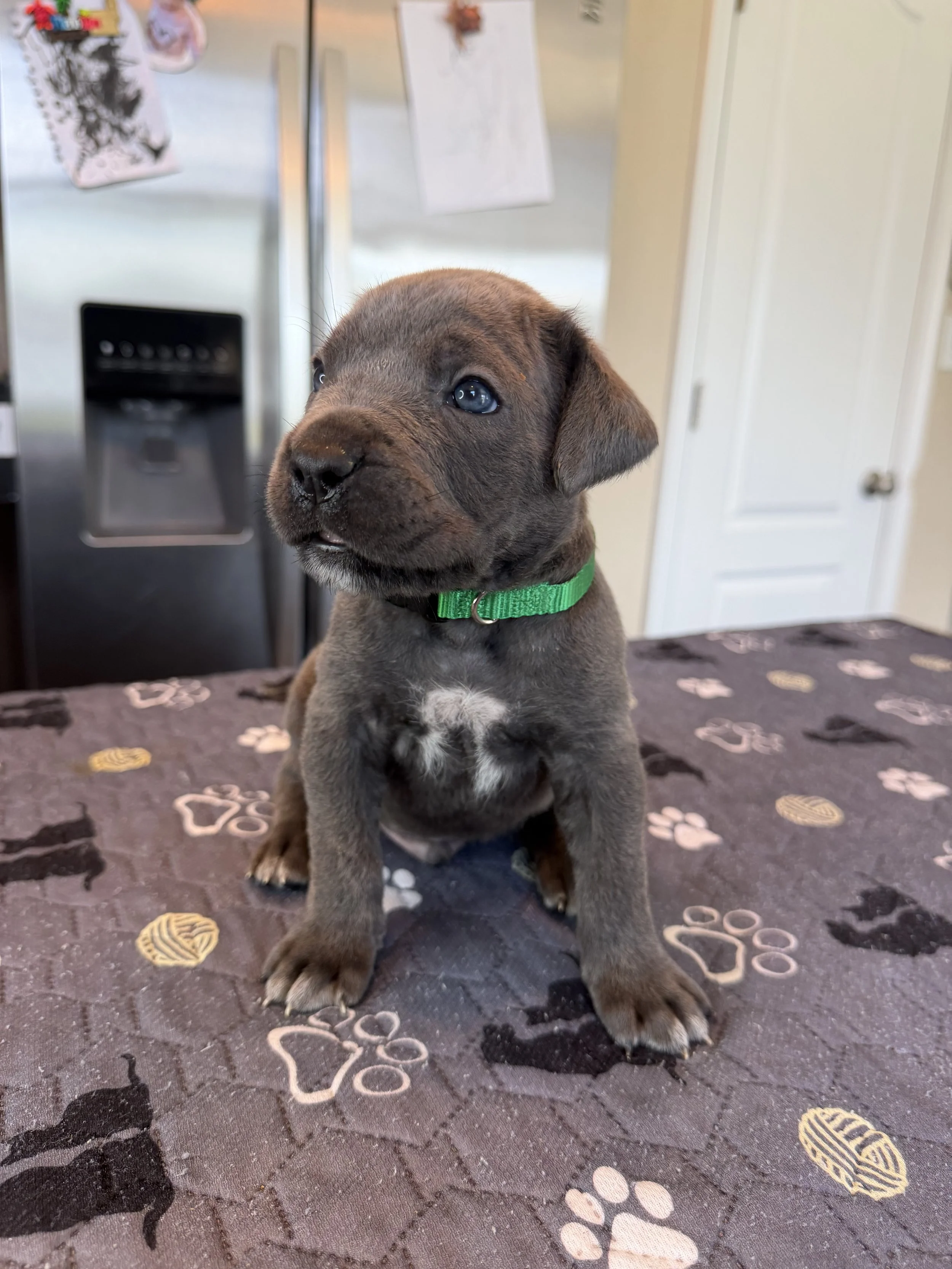 MALE GREEN (3 WEEKS)
