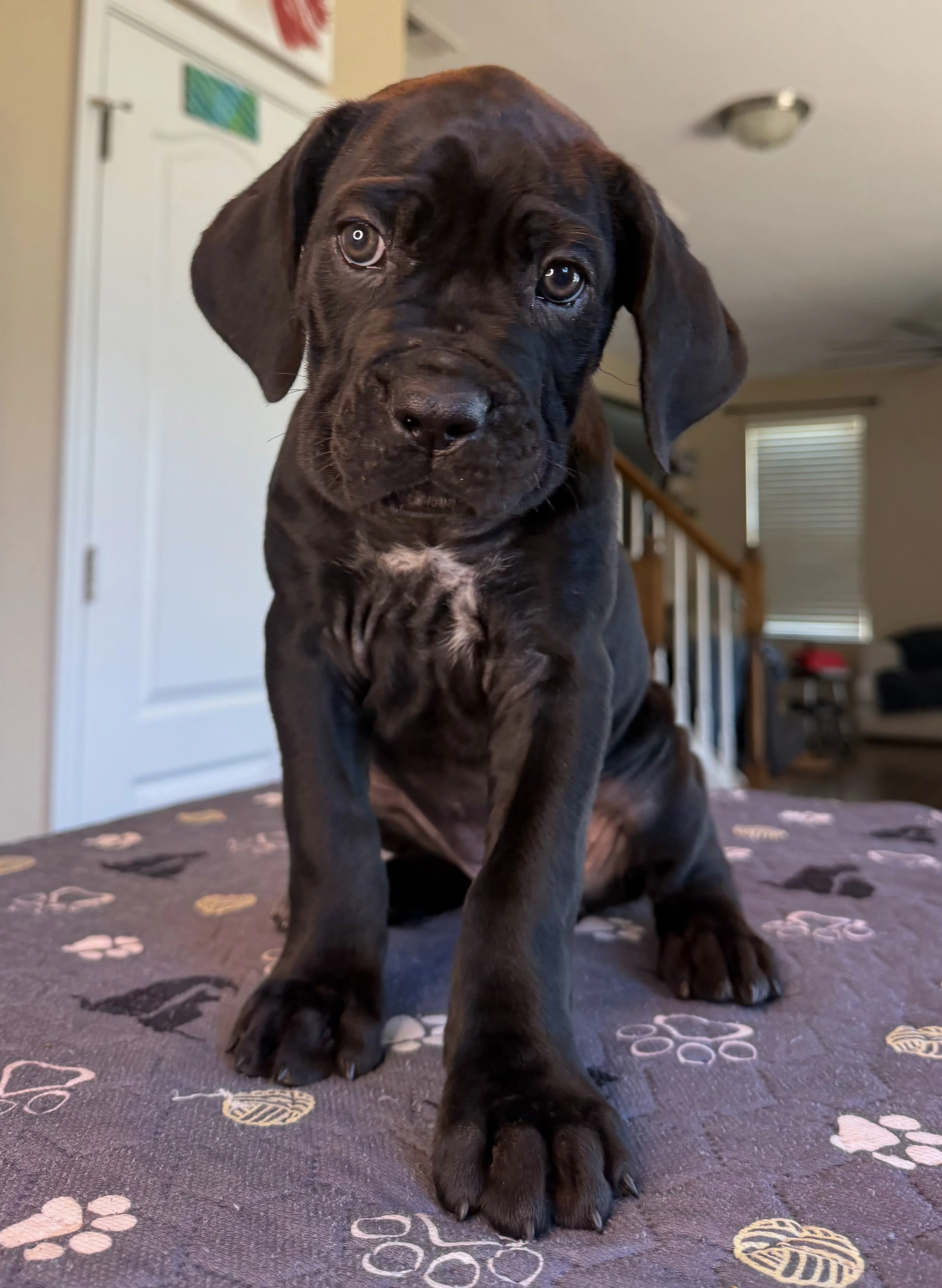 NOT AVAILABLE FEMALE (ONYX)
