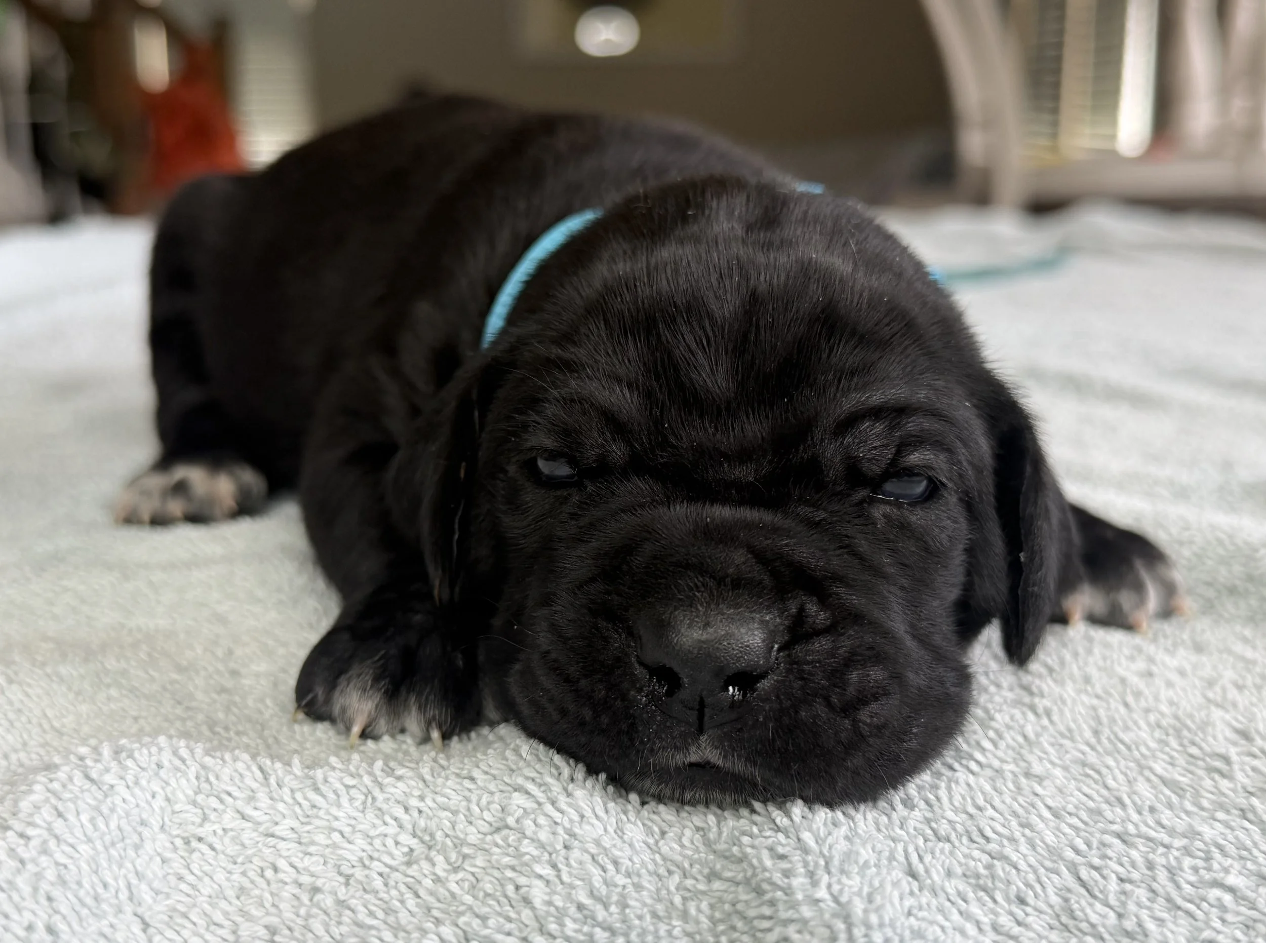 BLUE FEMALE  (3 WEEKS)