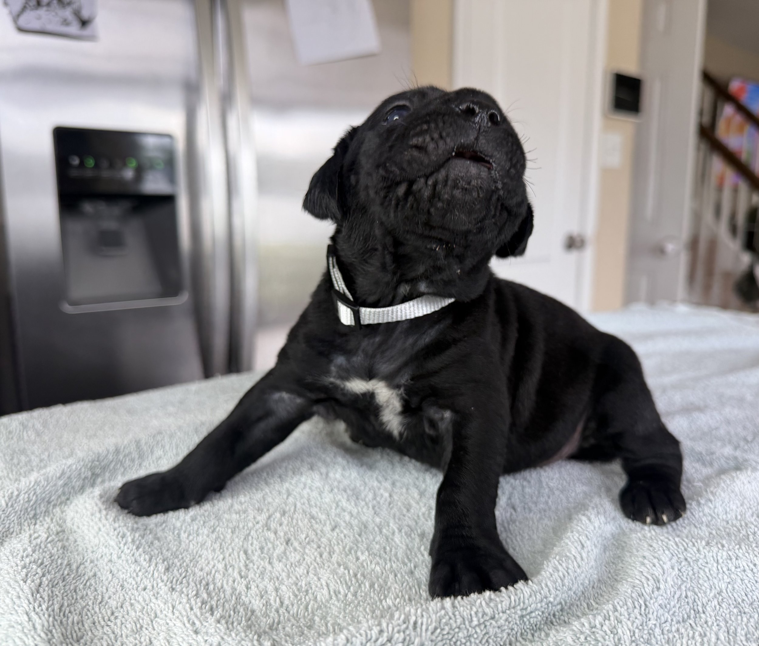 FEMALE WHITE  (3 WEEKS)