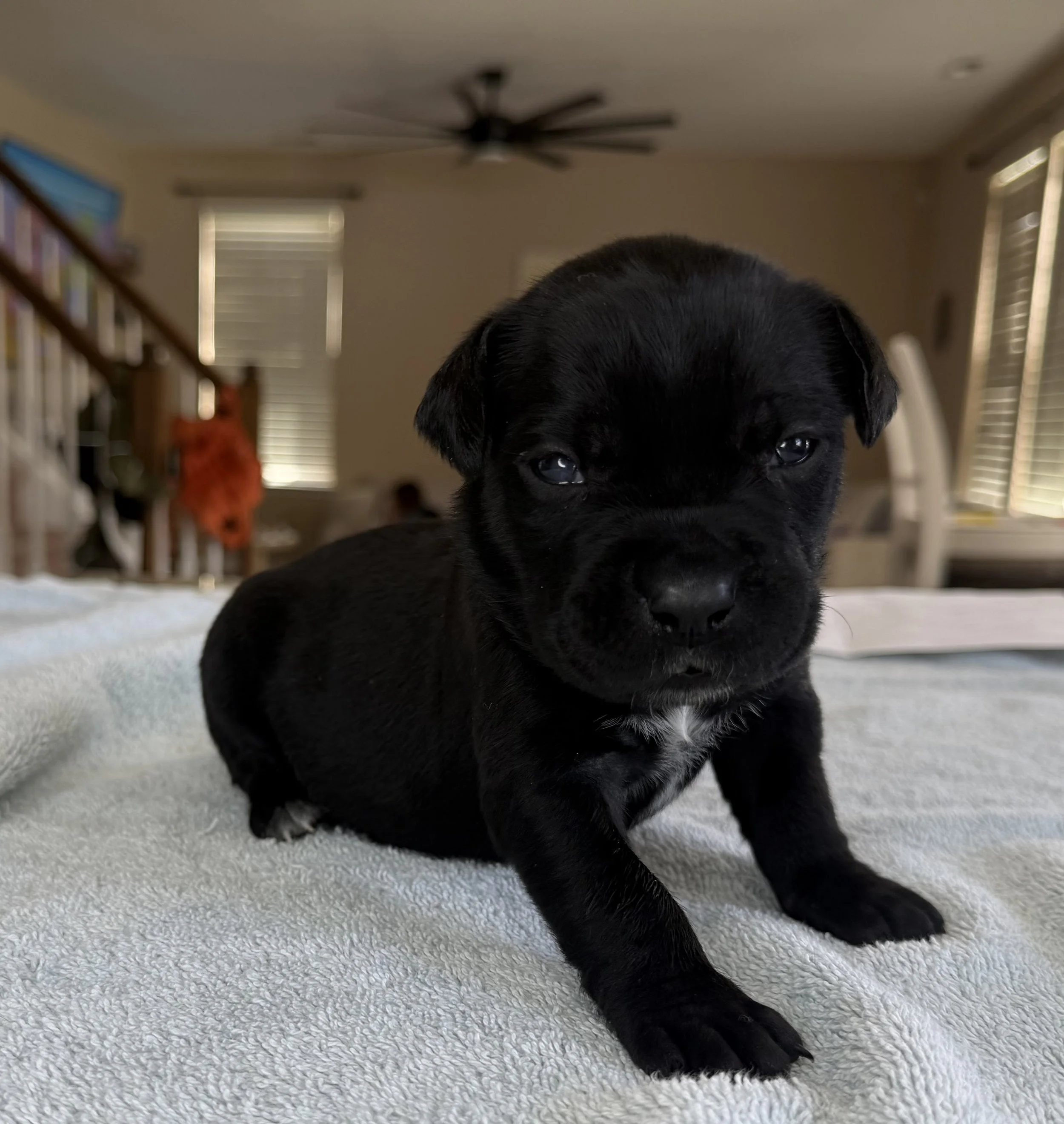 NEON FEMALE  (3 WEEKS)