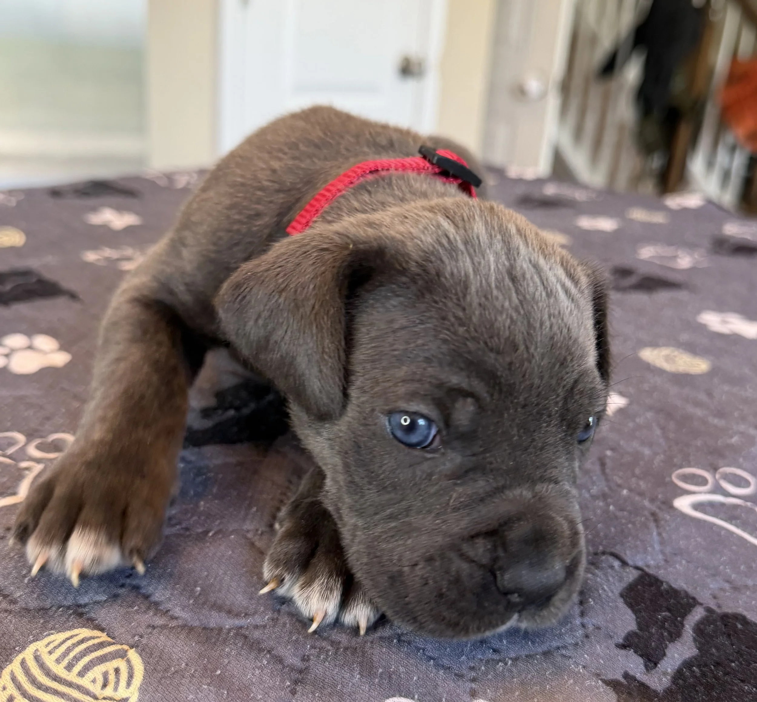 MALE RED 2 (3 WEEKS)