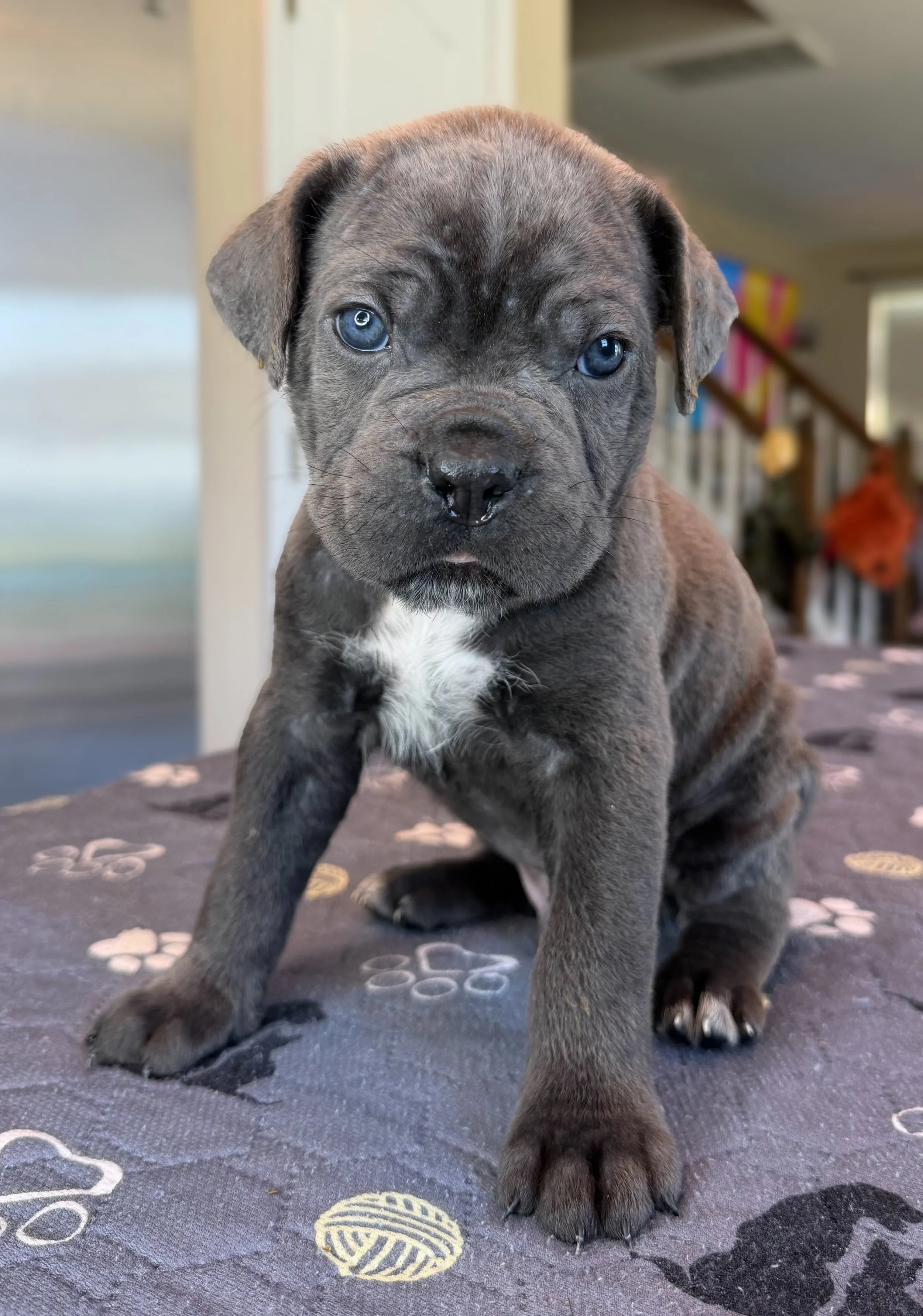 NOT AVAILABLE MALE  (DIESEL)