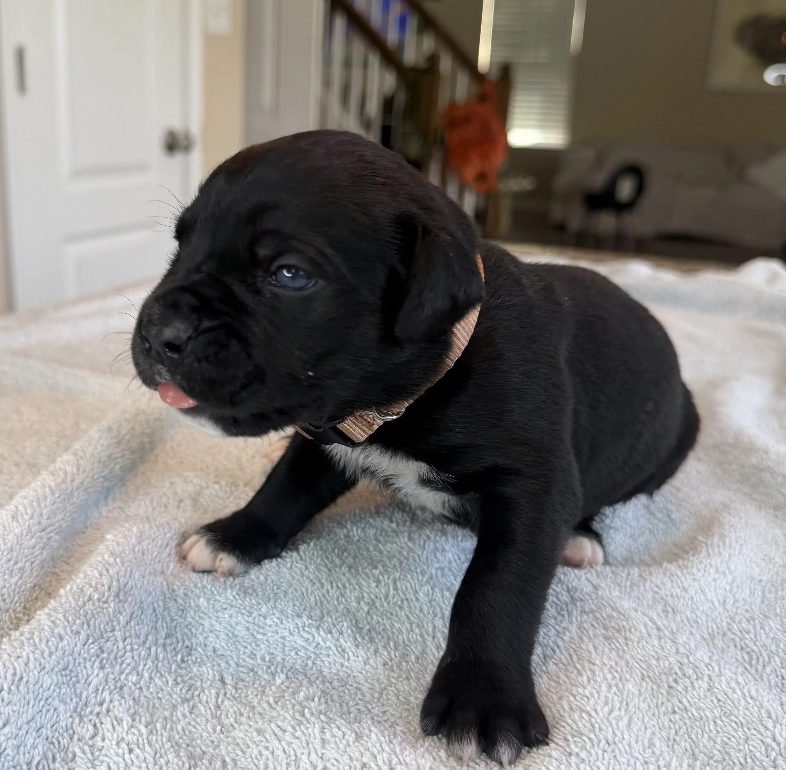 NOT AVAILABLE MALE (HURLEY)