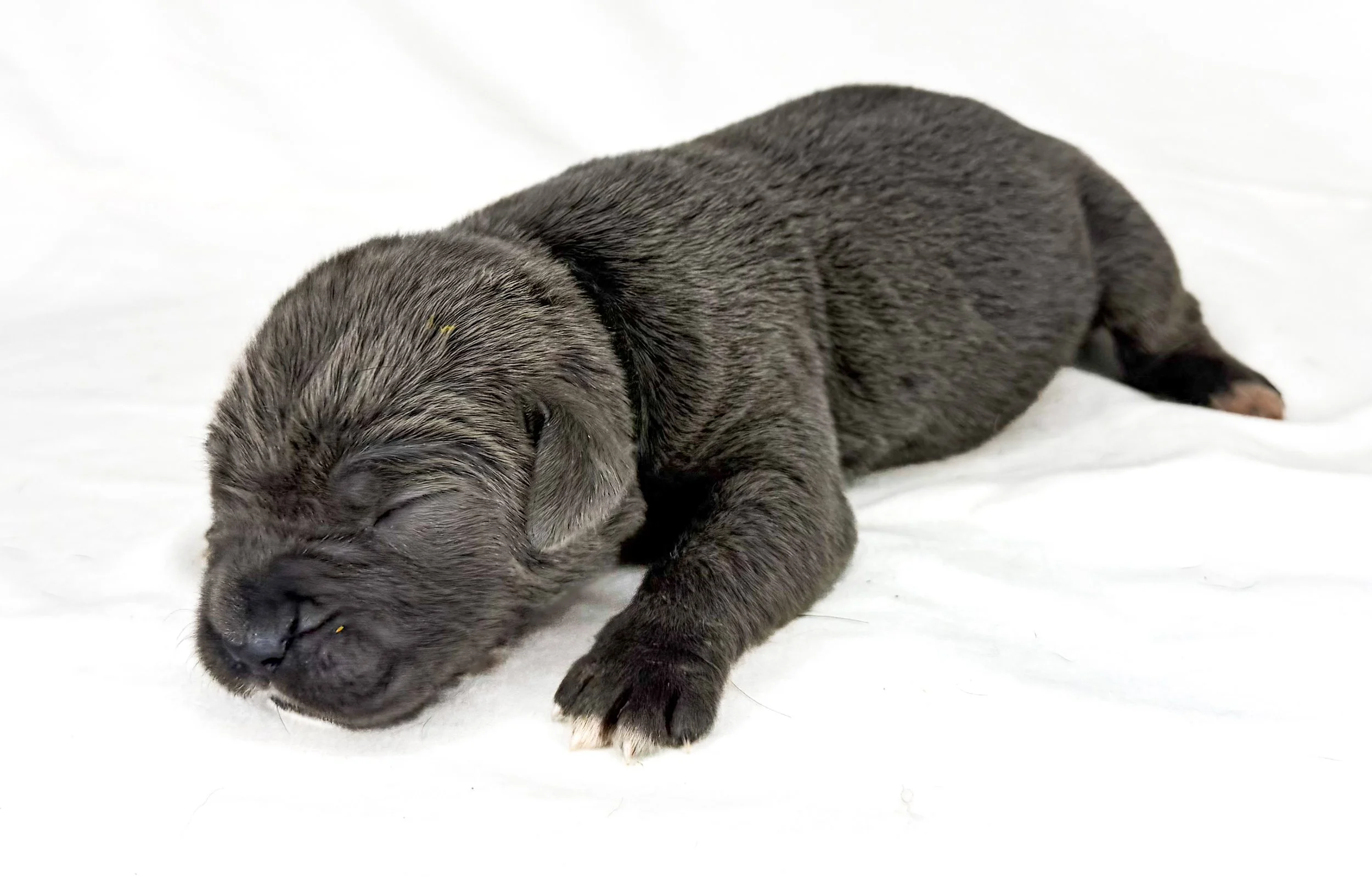 FEMALE BLACK  (1 WEEK OLD)