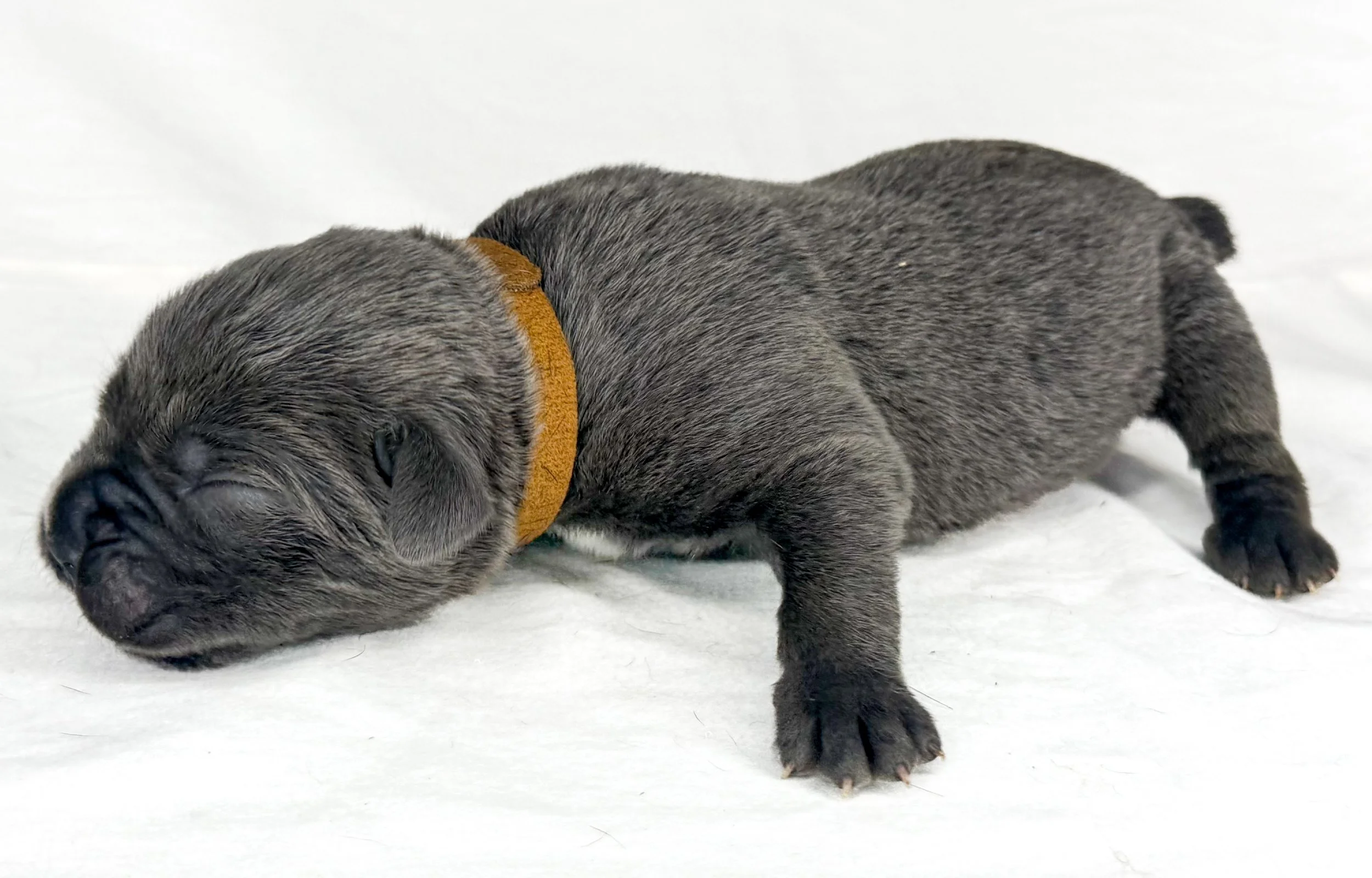 MALE BROWN  (1 WEEK OLD)