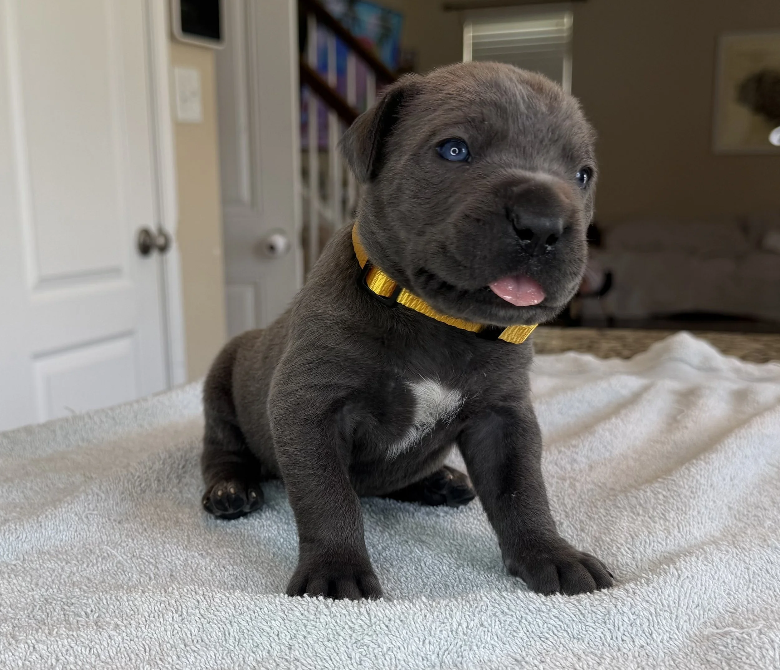 NOT AVAILABLE MALE (KOBA)