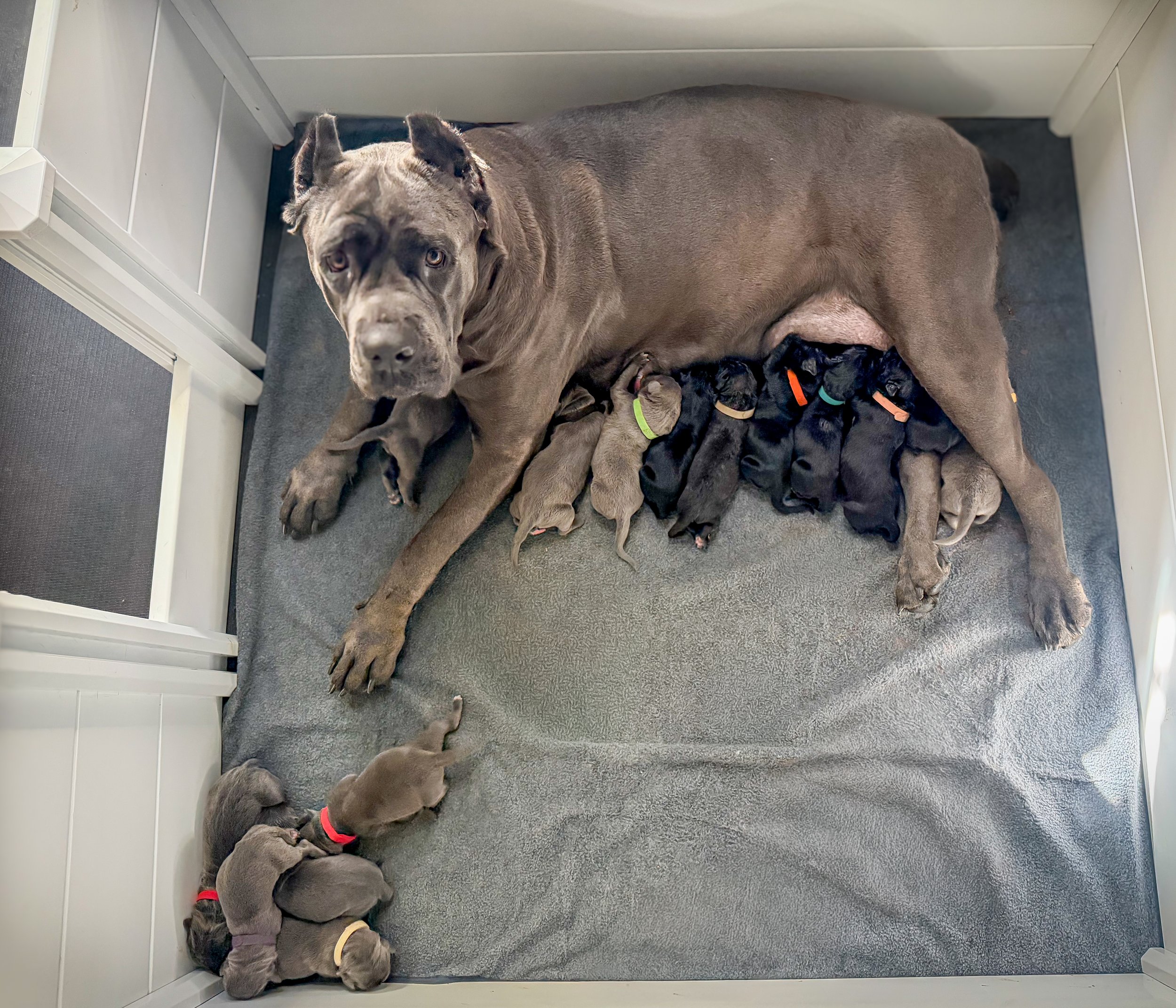 3 DAYS OLD