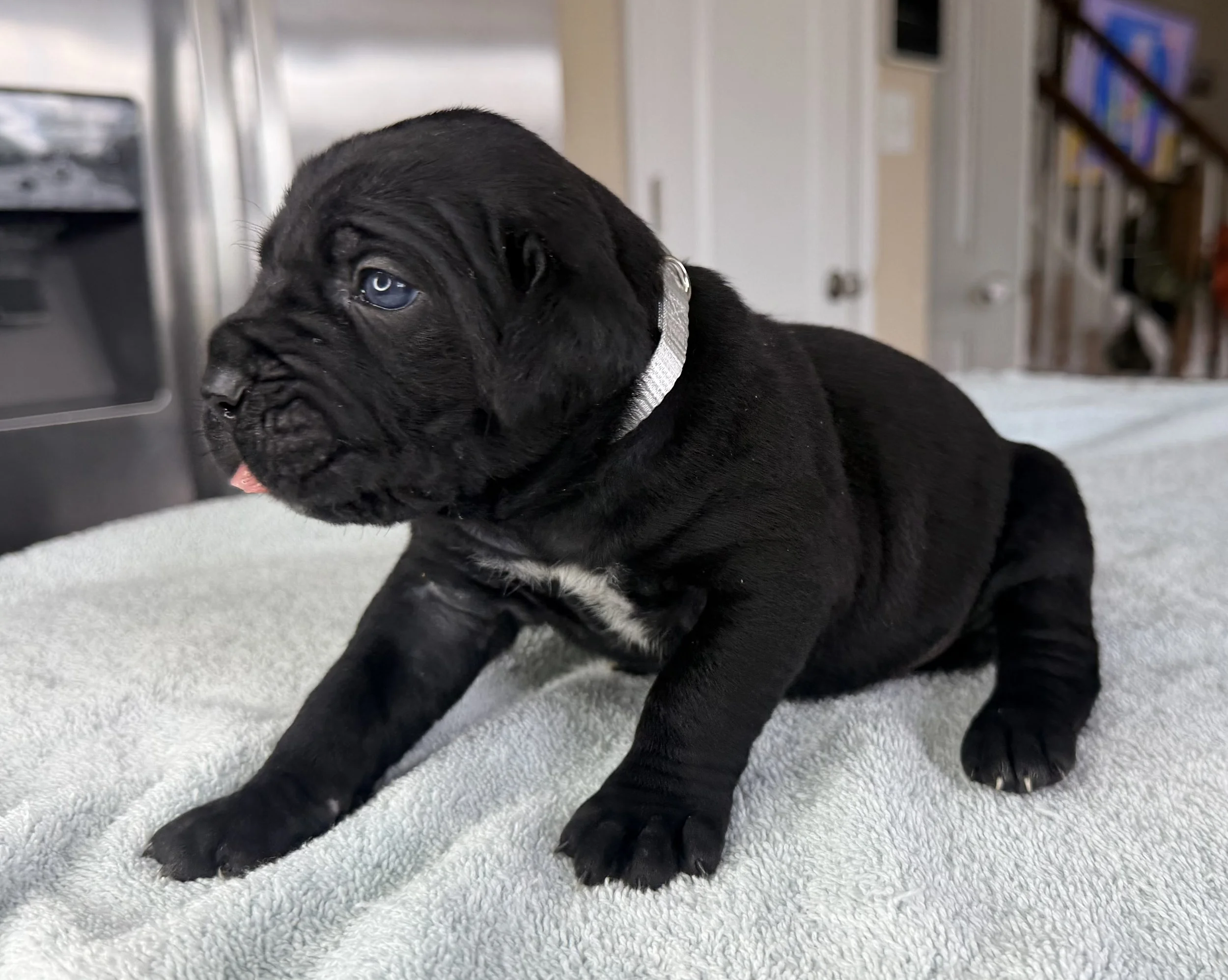 FEMALE WHITE  (3 WEEKS)