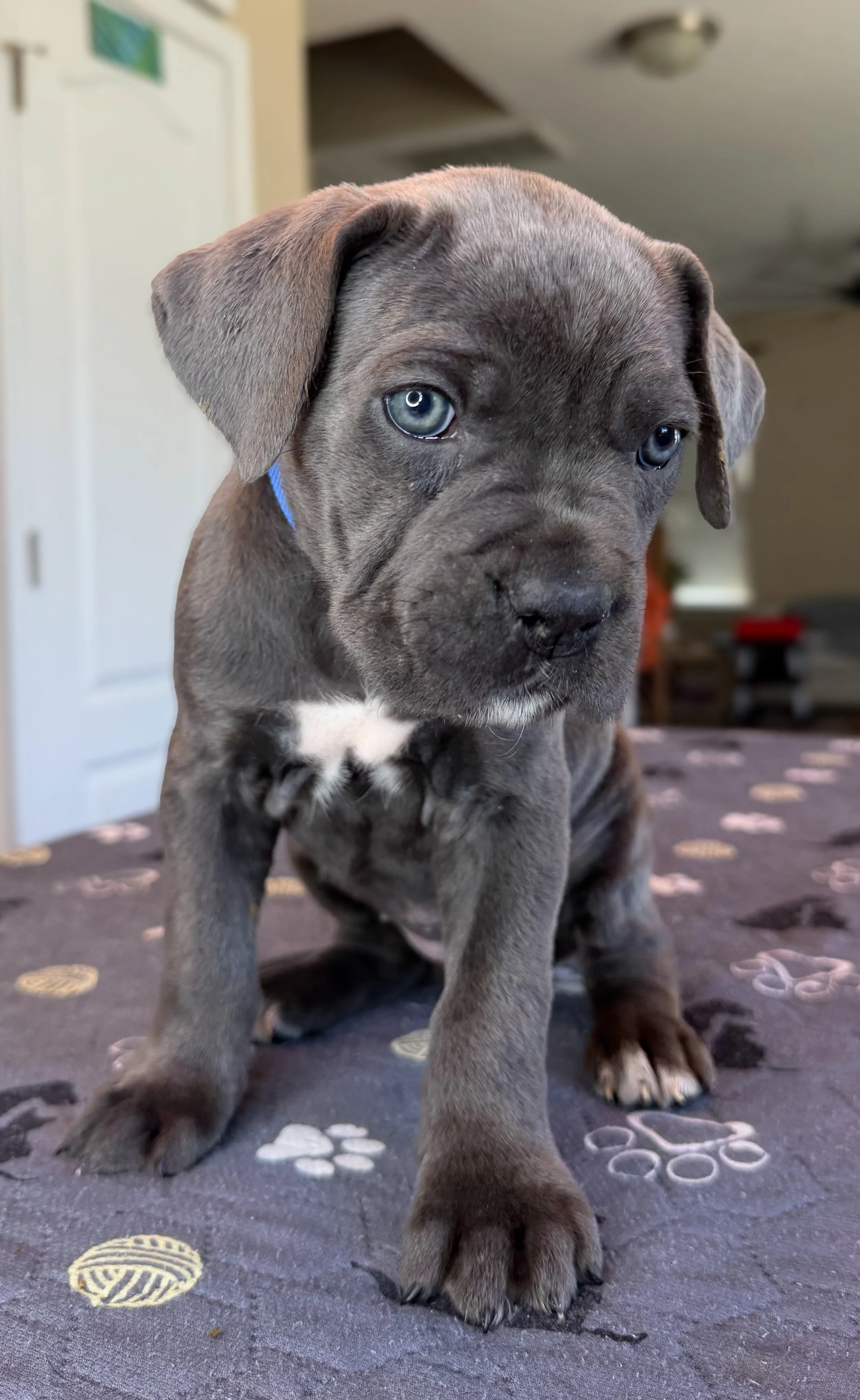NOT AVAILABLE MALE (SLATER)