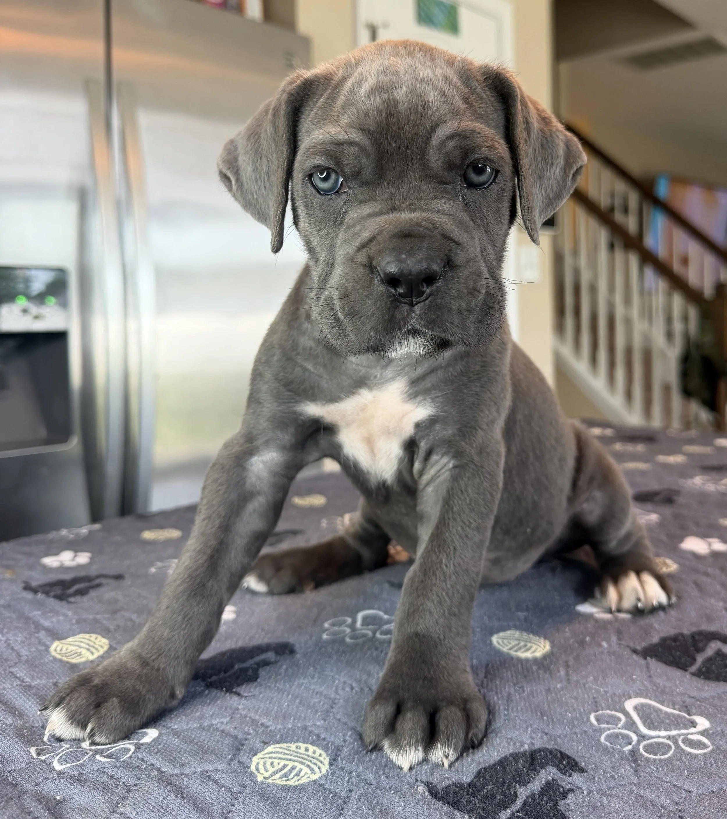 NOT AVAILABLE FEMALE (SHELBY)
