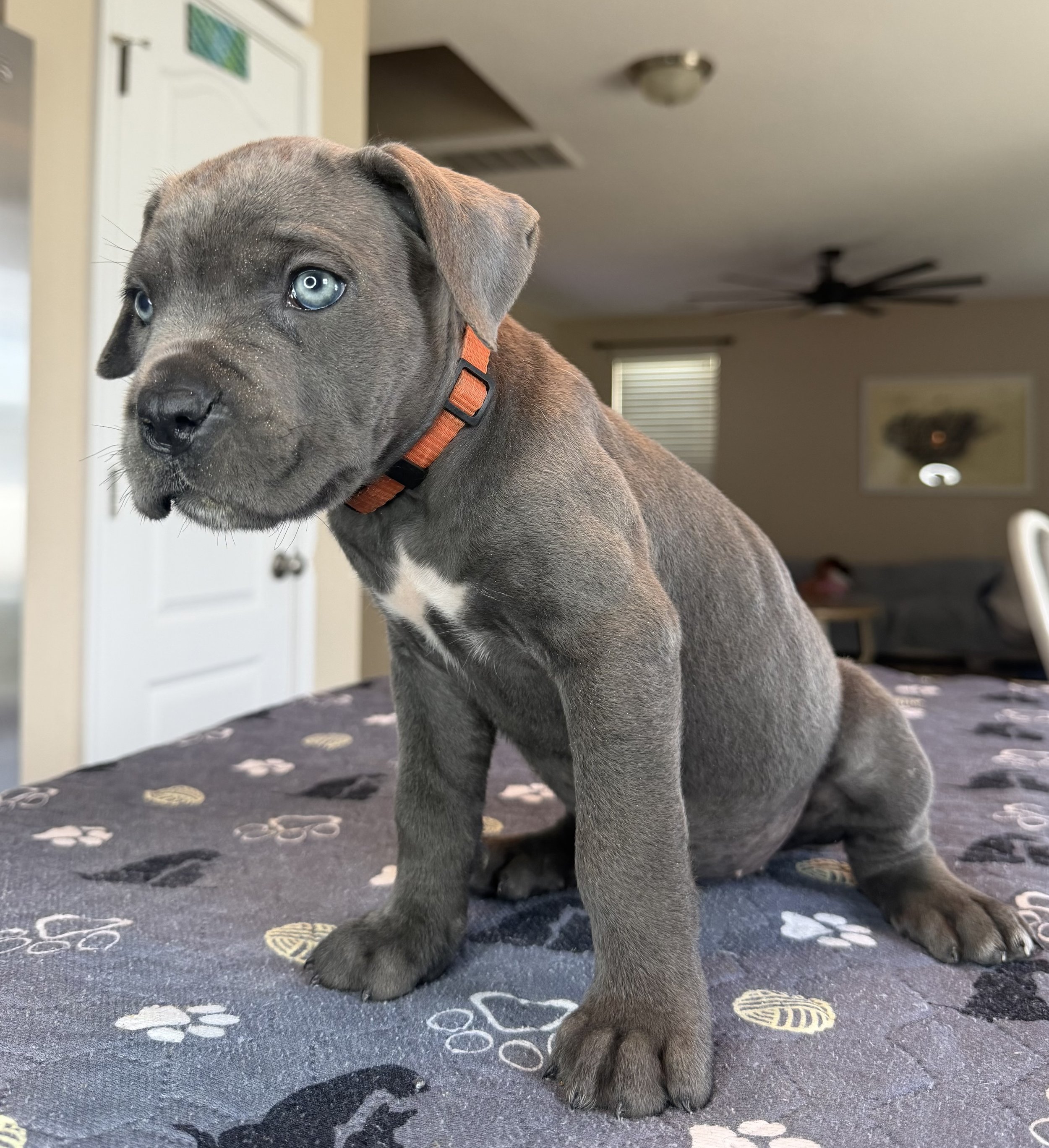 NOT AVAILABLE FEMALE (QUEEN)