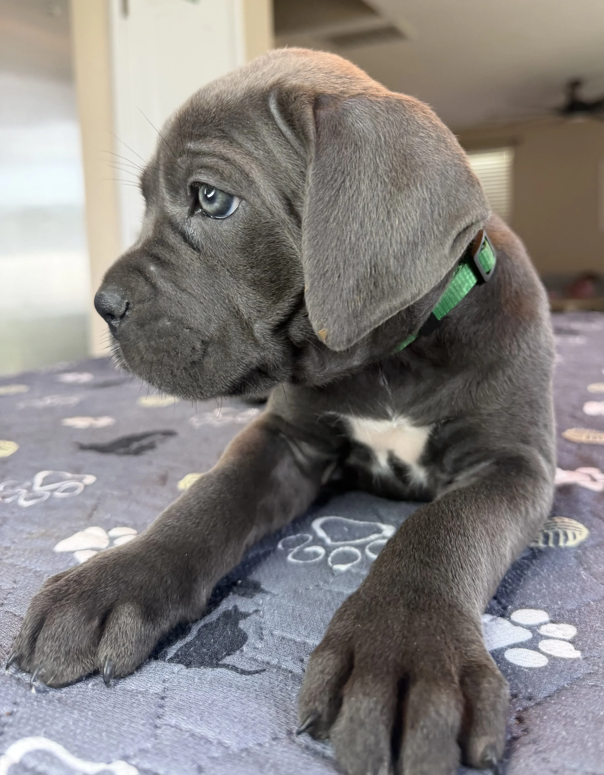 NOT AVAILABLE FEMALE (Luna Amren Remi Durham)