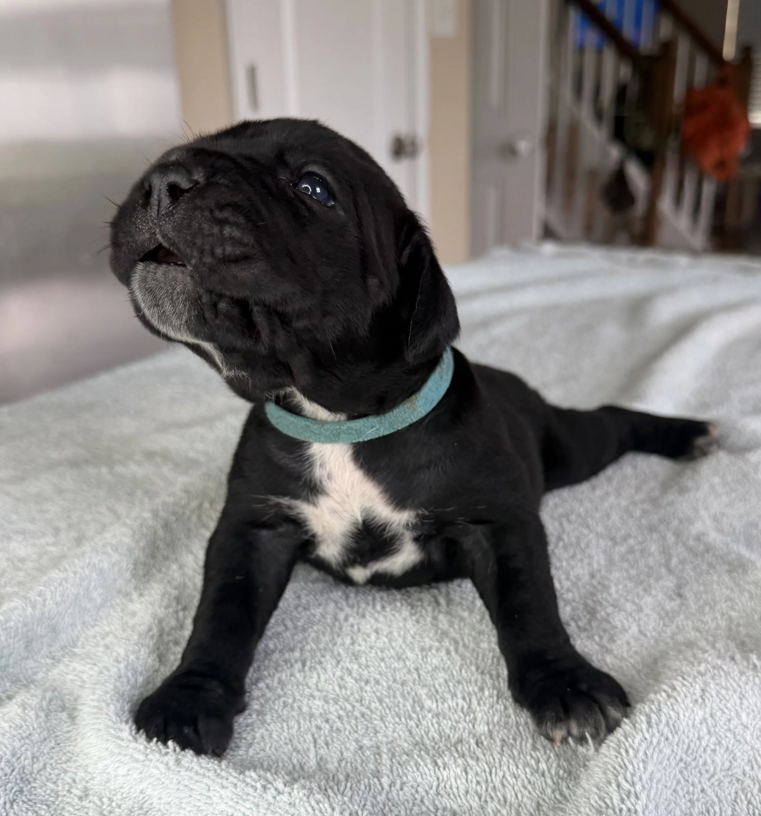 BLUE FEMALE (3 WEEKS)