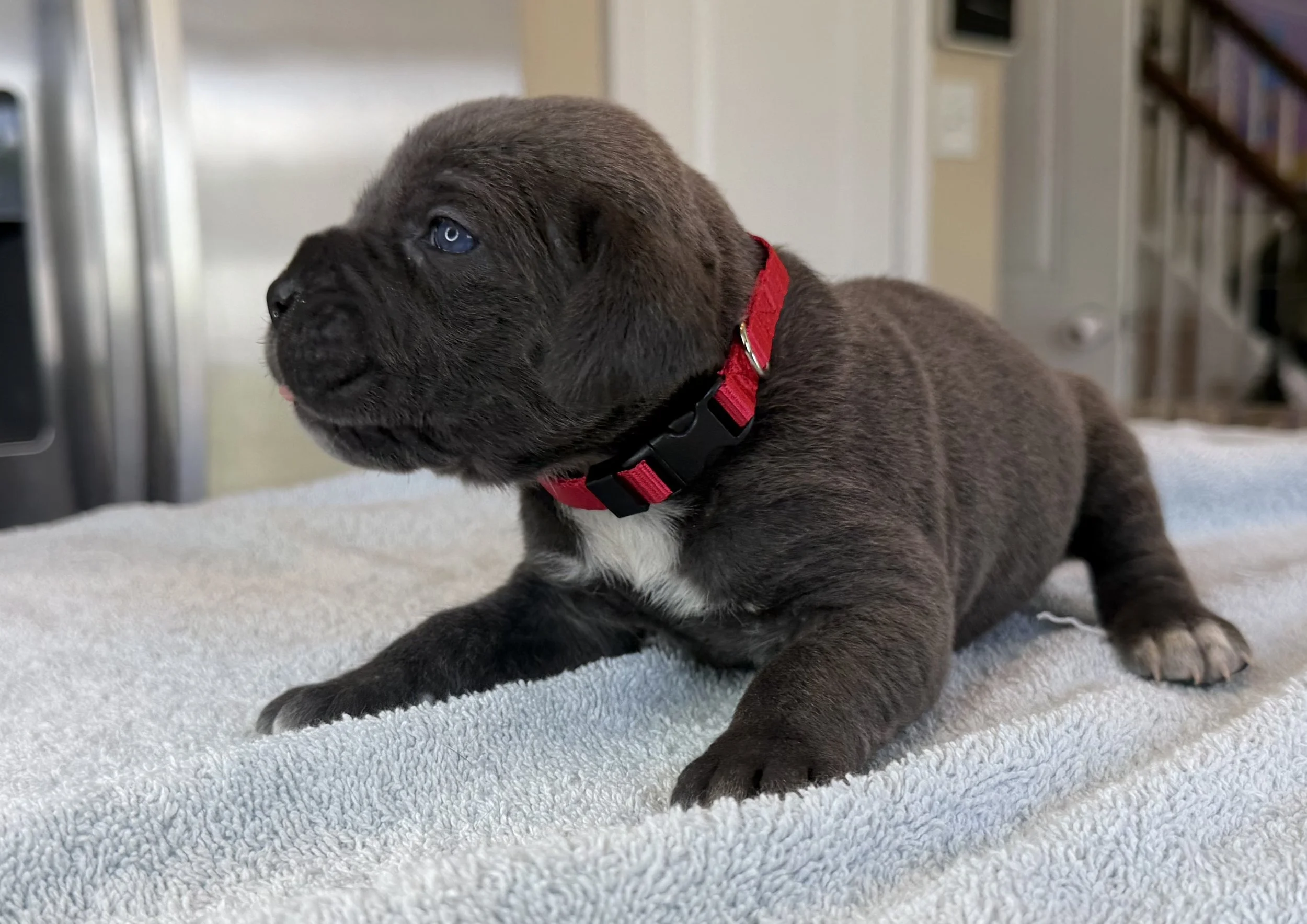 NOT AVAILABLE MALE  (LINK)