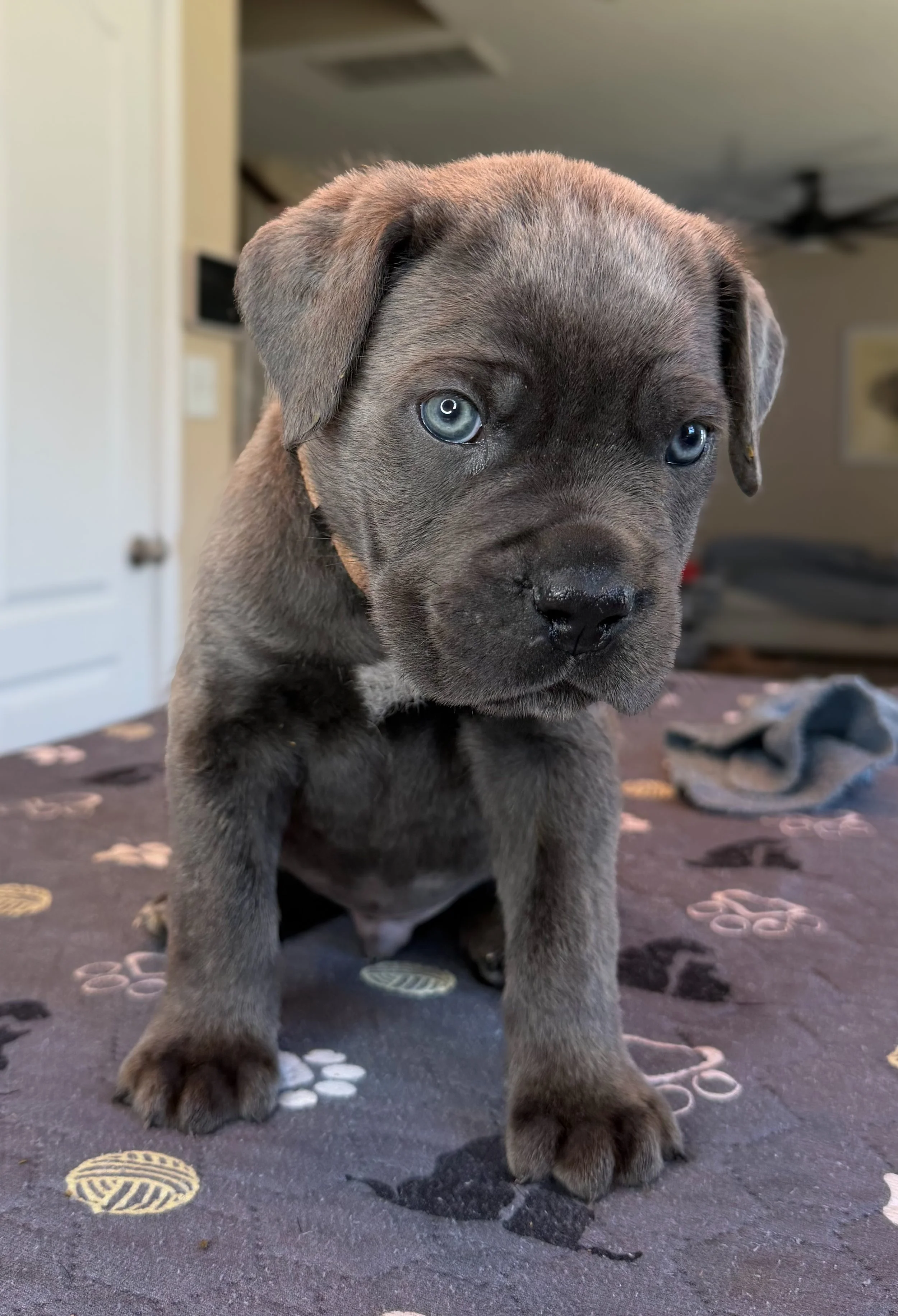 NOT AVAILABLE MALE  (SAINT)