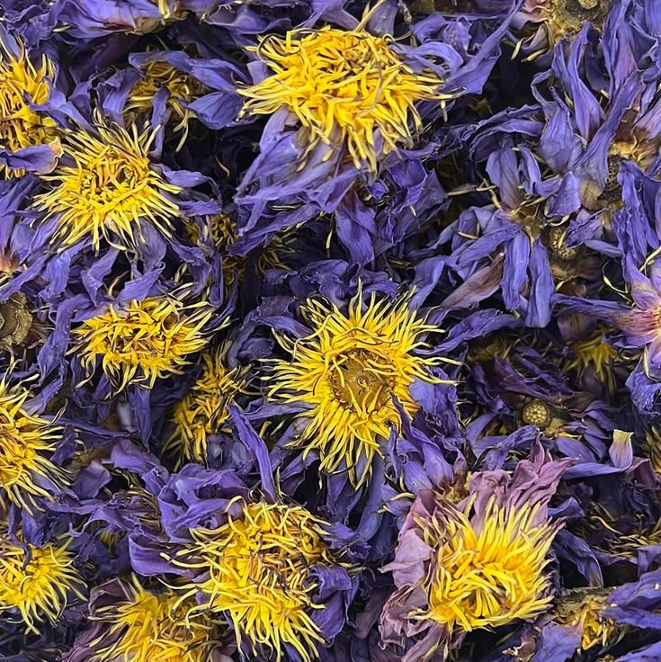 Blue Lotus Flowers - Whole - 16 oz.jpg