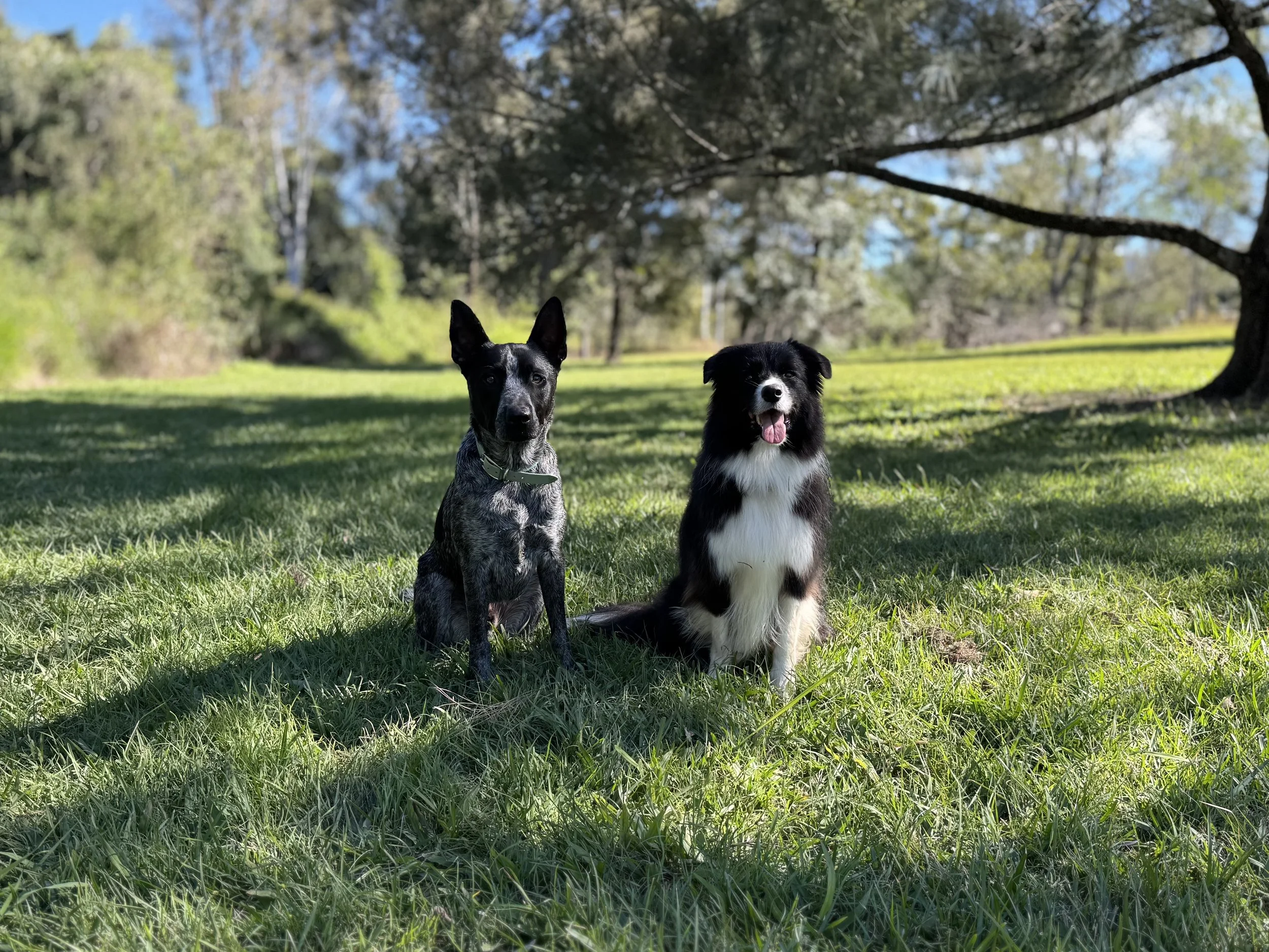 Two dogs sitting on green grass in a park with trees and blue sky in the background.