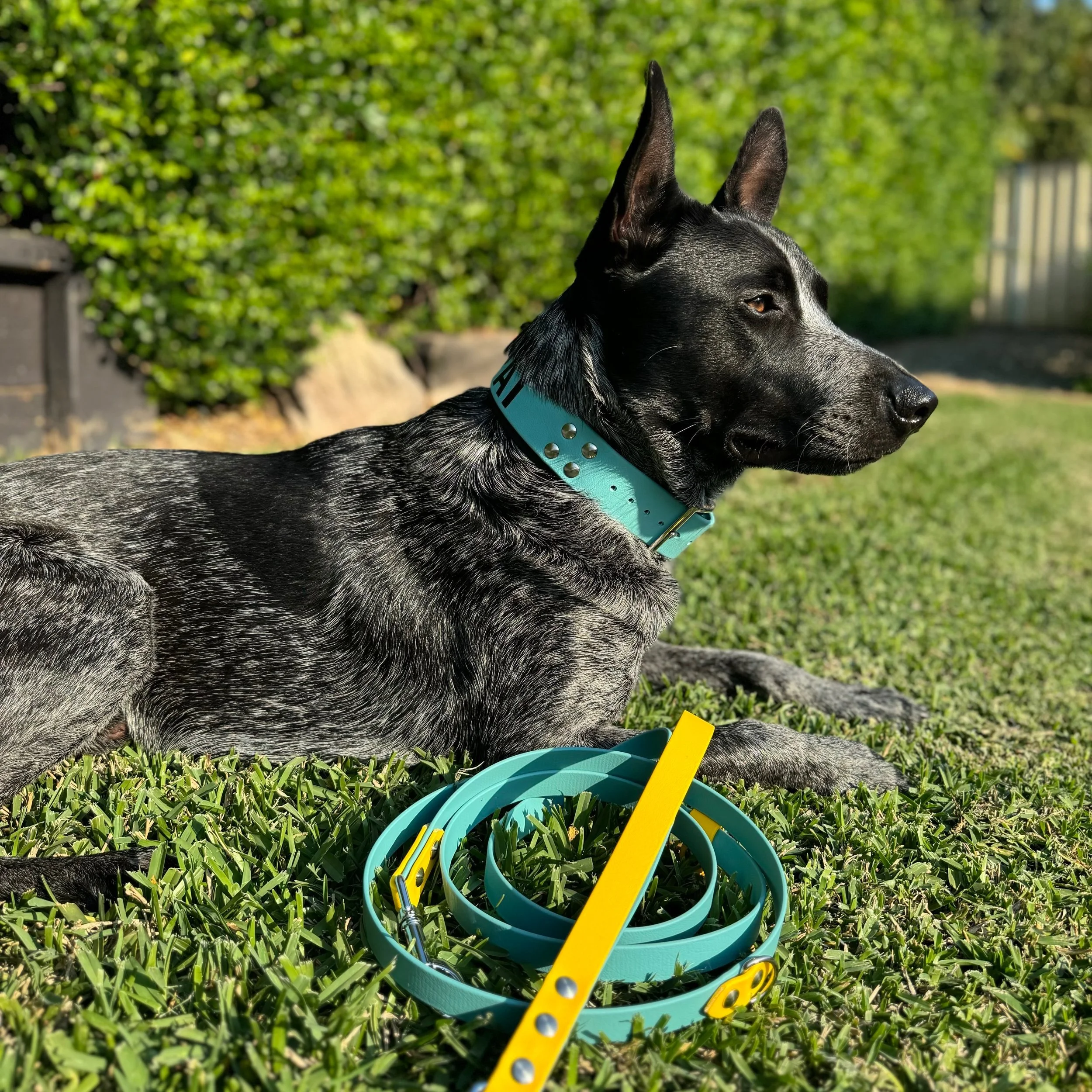 A black and gray Australian Cattle Dog lying on the grass with a turquoise collar and leash, with a background of green bushes and a fence.