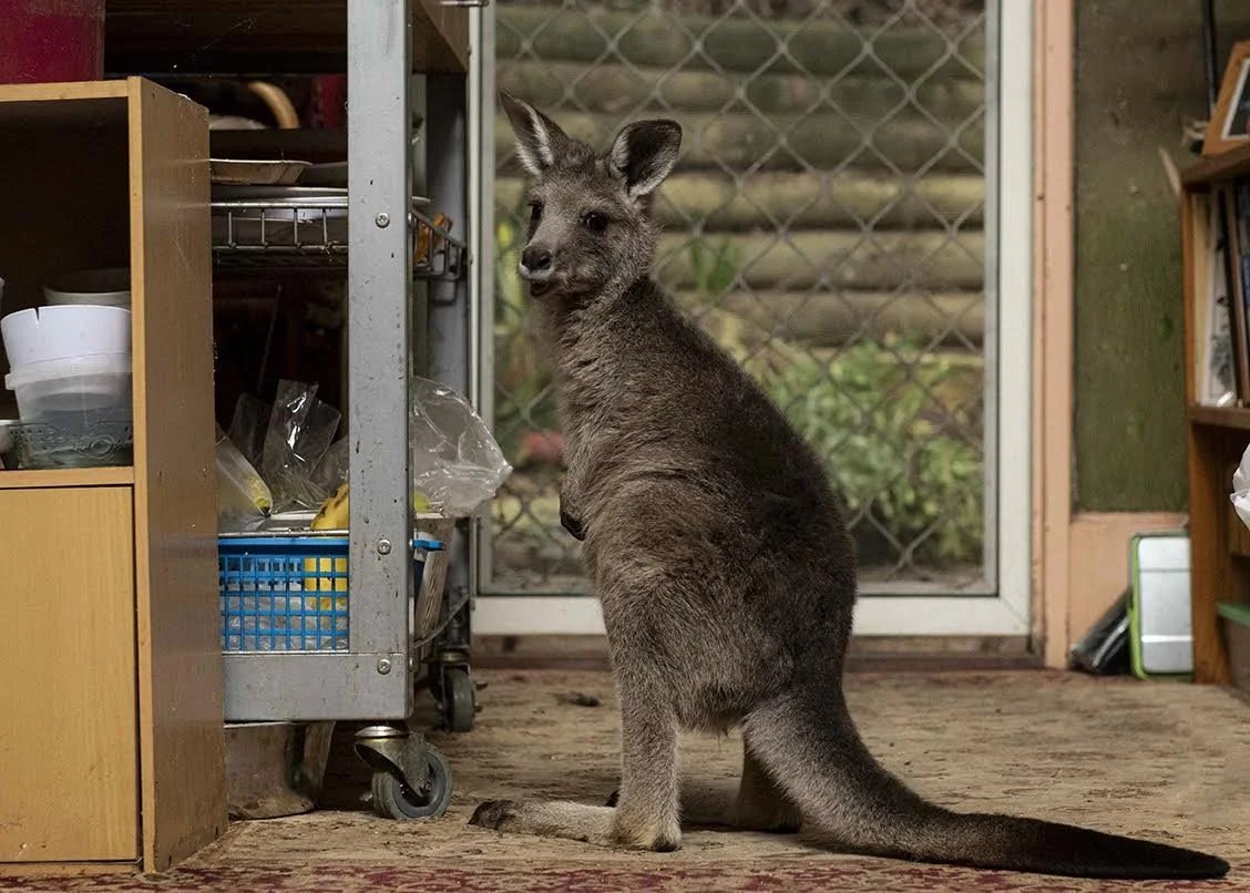 1.Jodie Grillmeier .jpg