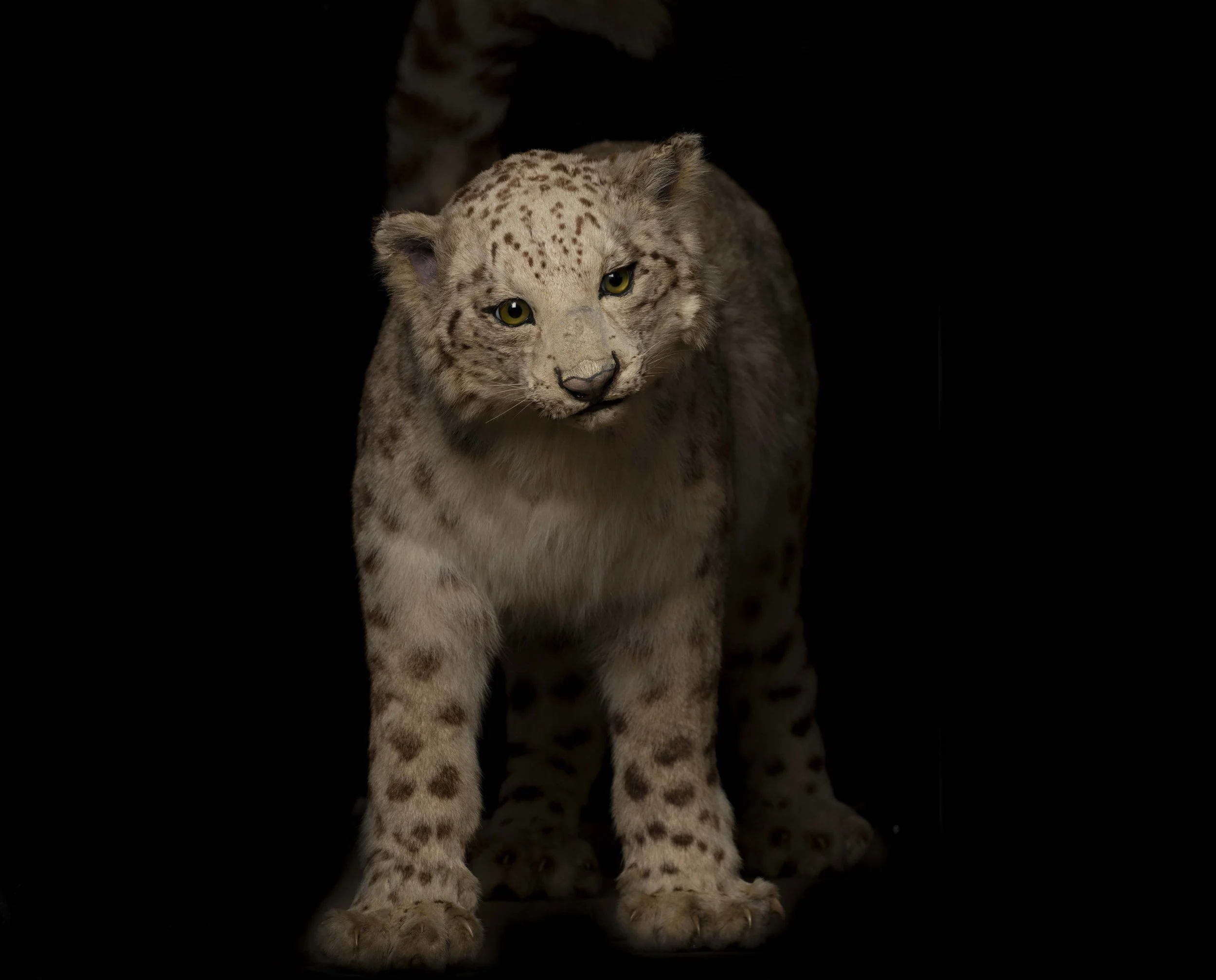 v1_DSC6855 copy 2.JPG