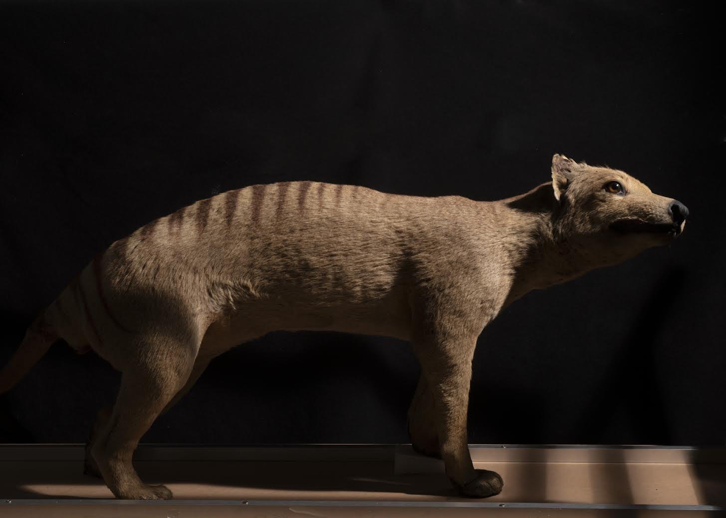 Remembering the Thylacine