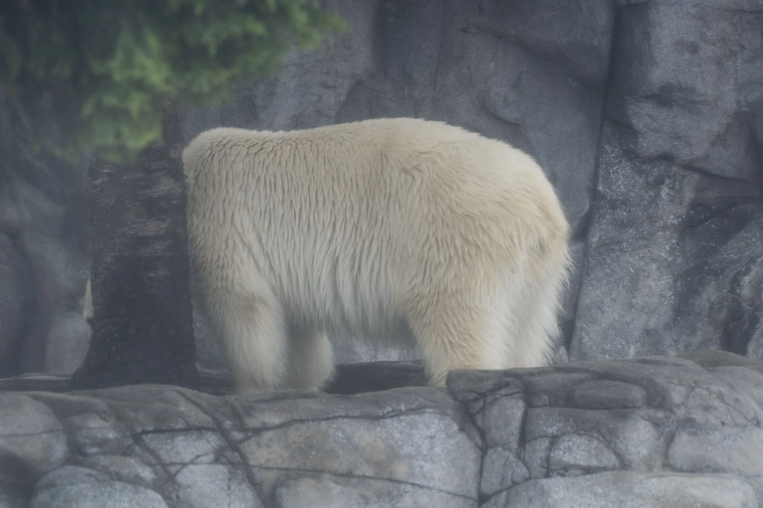 Zoo: Captive Gaze