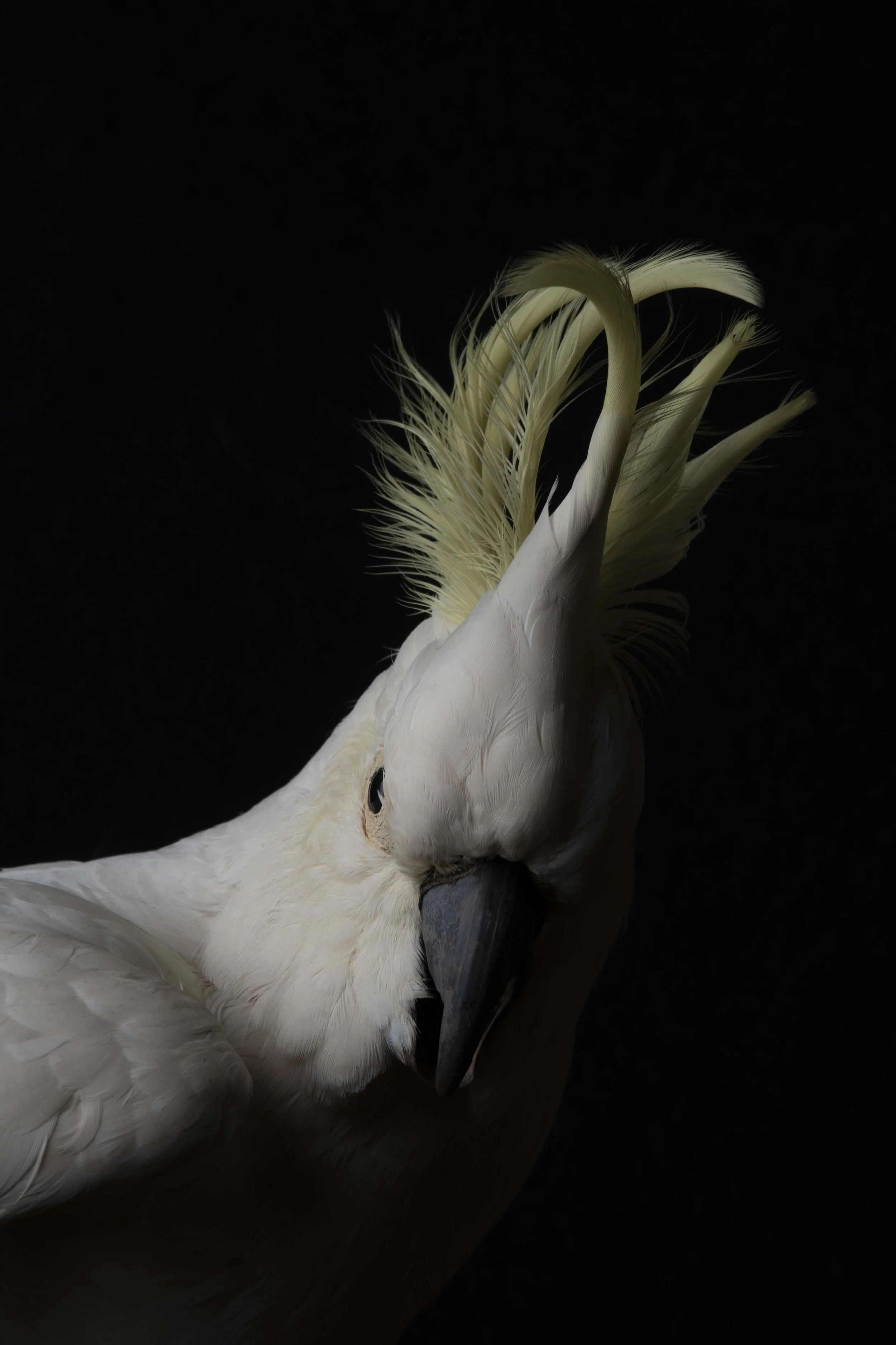 @jodie grillmeier 420.jpg