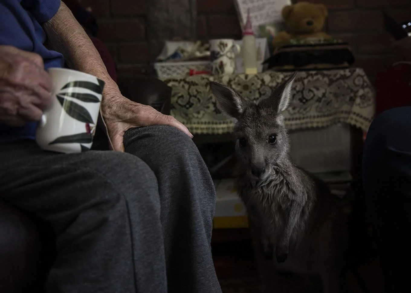 Saving Wildlife: Stories of Rescue and Hope
