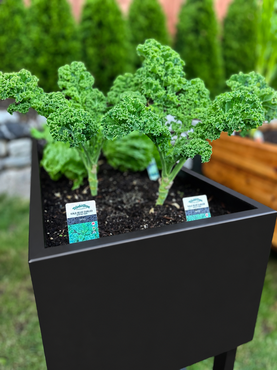 WCP - Garden 2.png